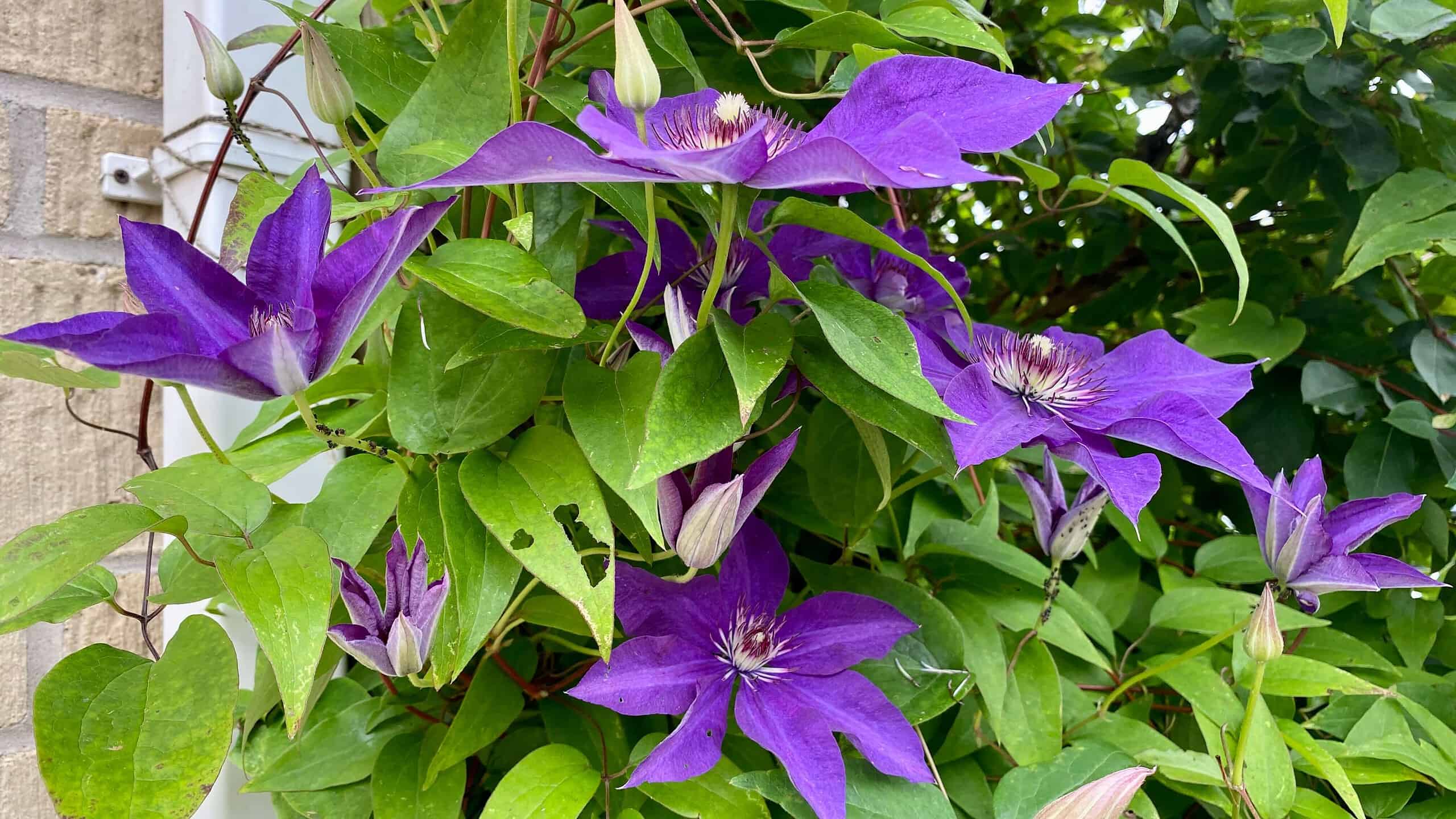 What To Do In The Garden In August garden-in-august-clematis-purple