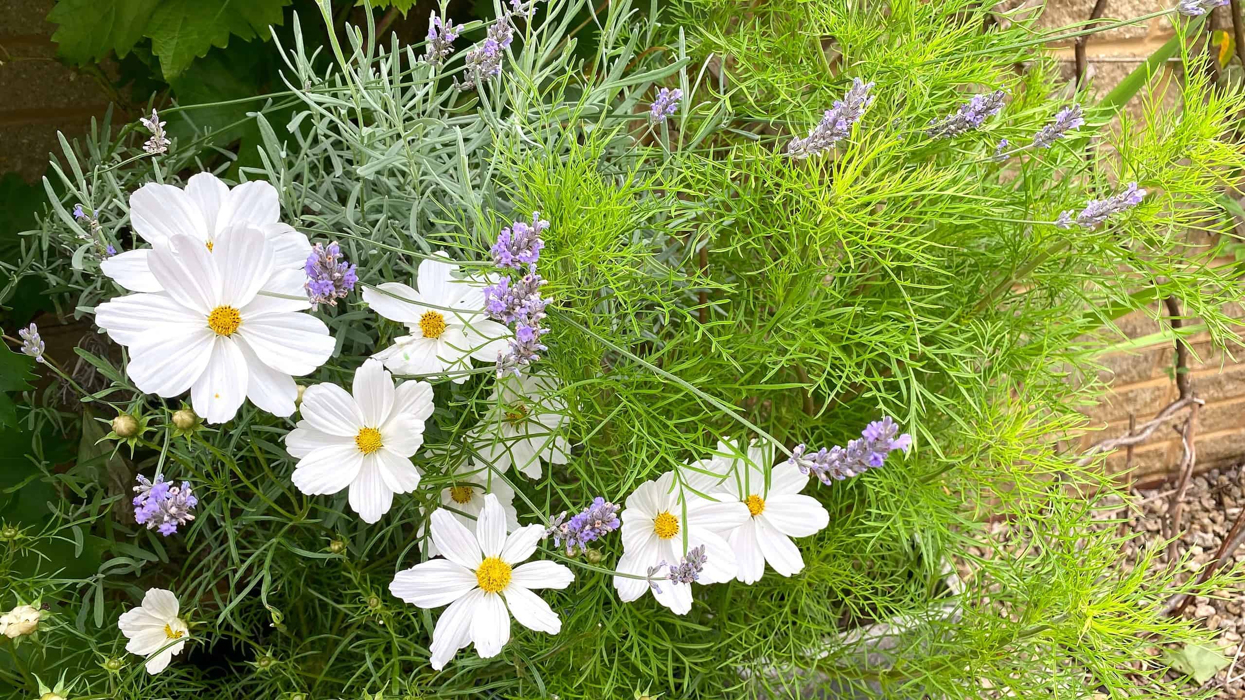What To Do In The Garden In August garden-in-august-cosmos-lavender