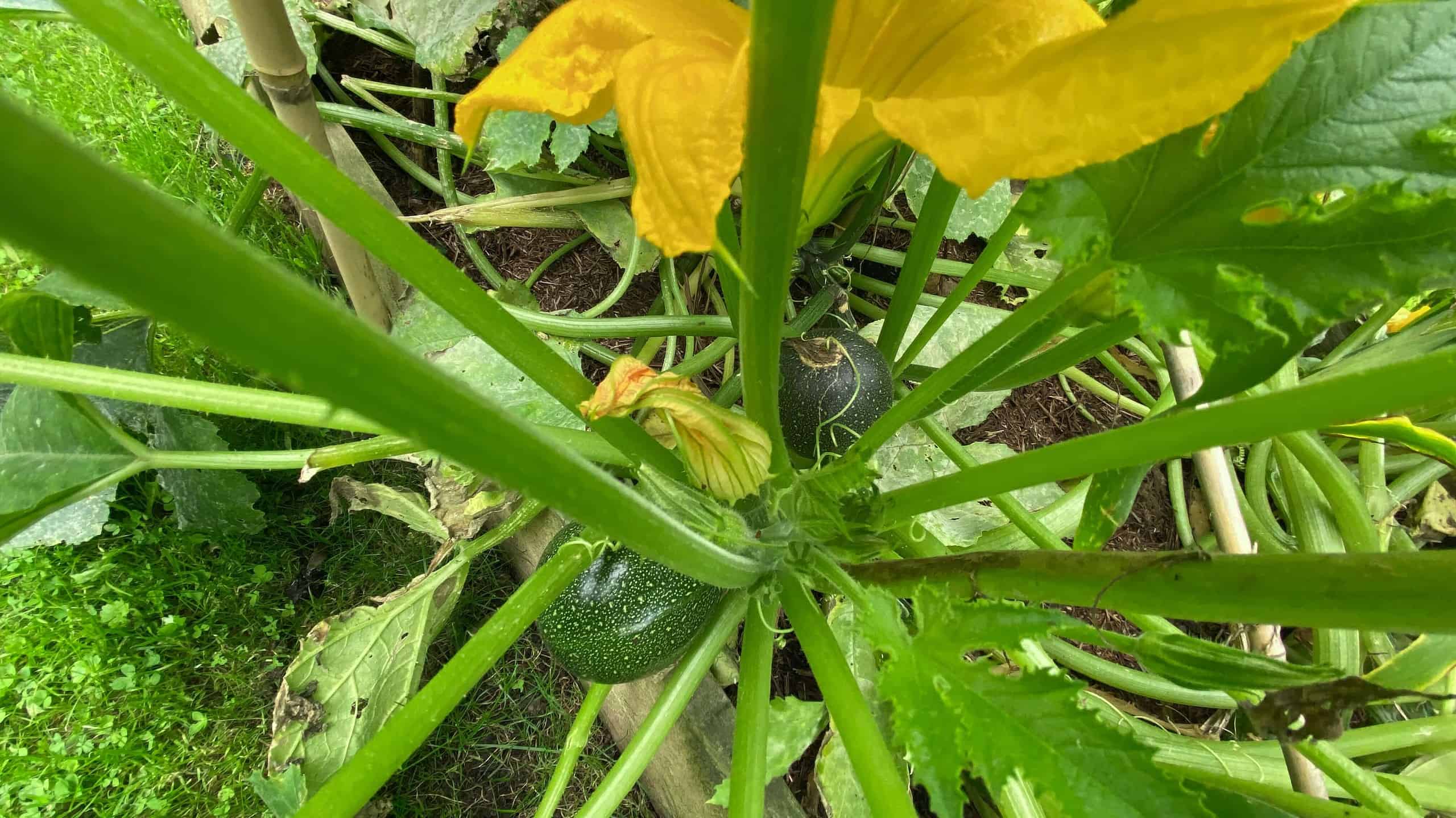What To Do In The Garden In August garden-in-august-courgettes