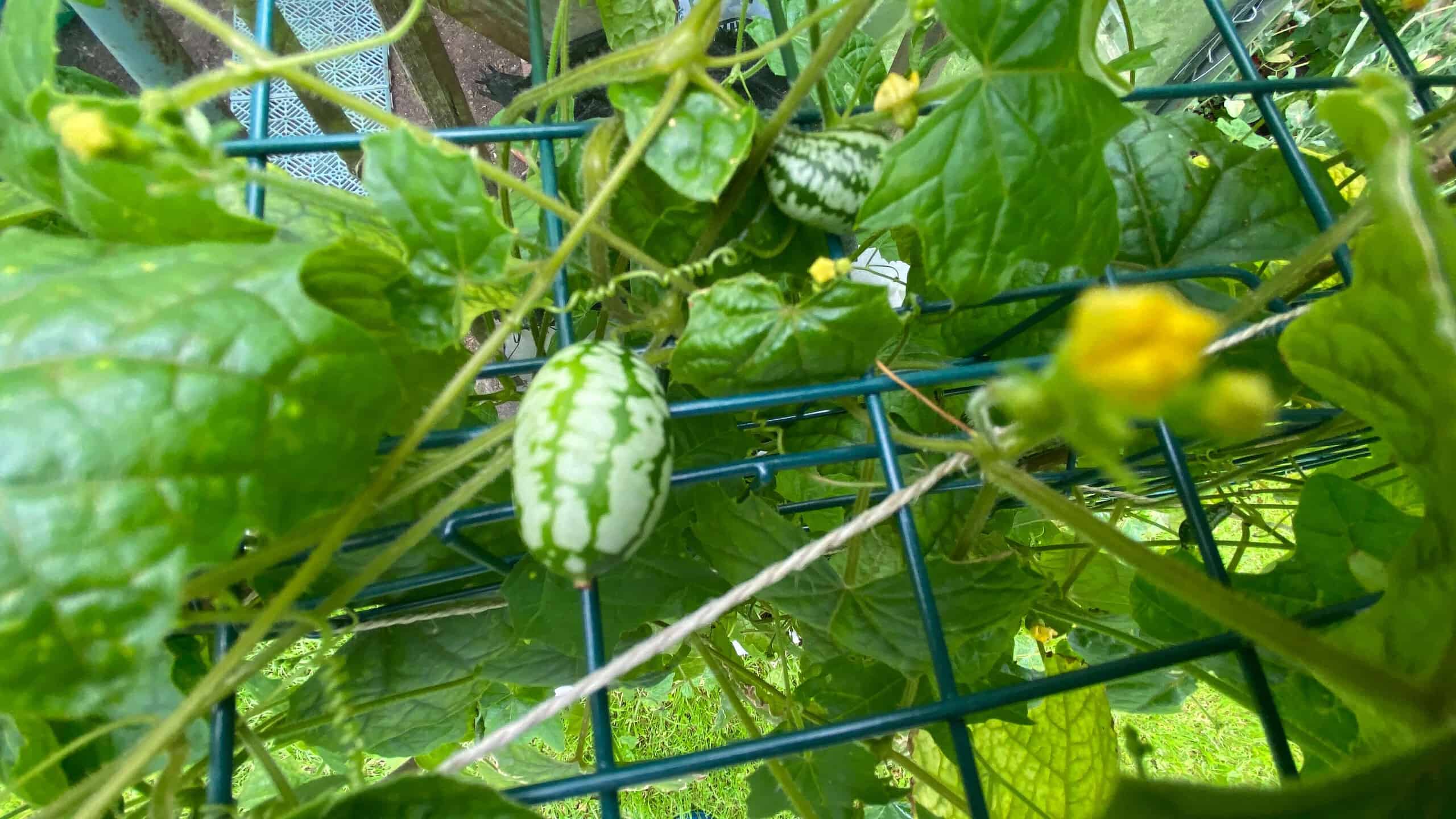 What To Do In The Garden In August garden-in-august-cucamelons