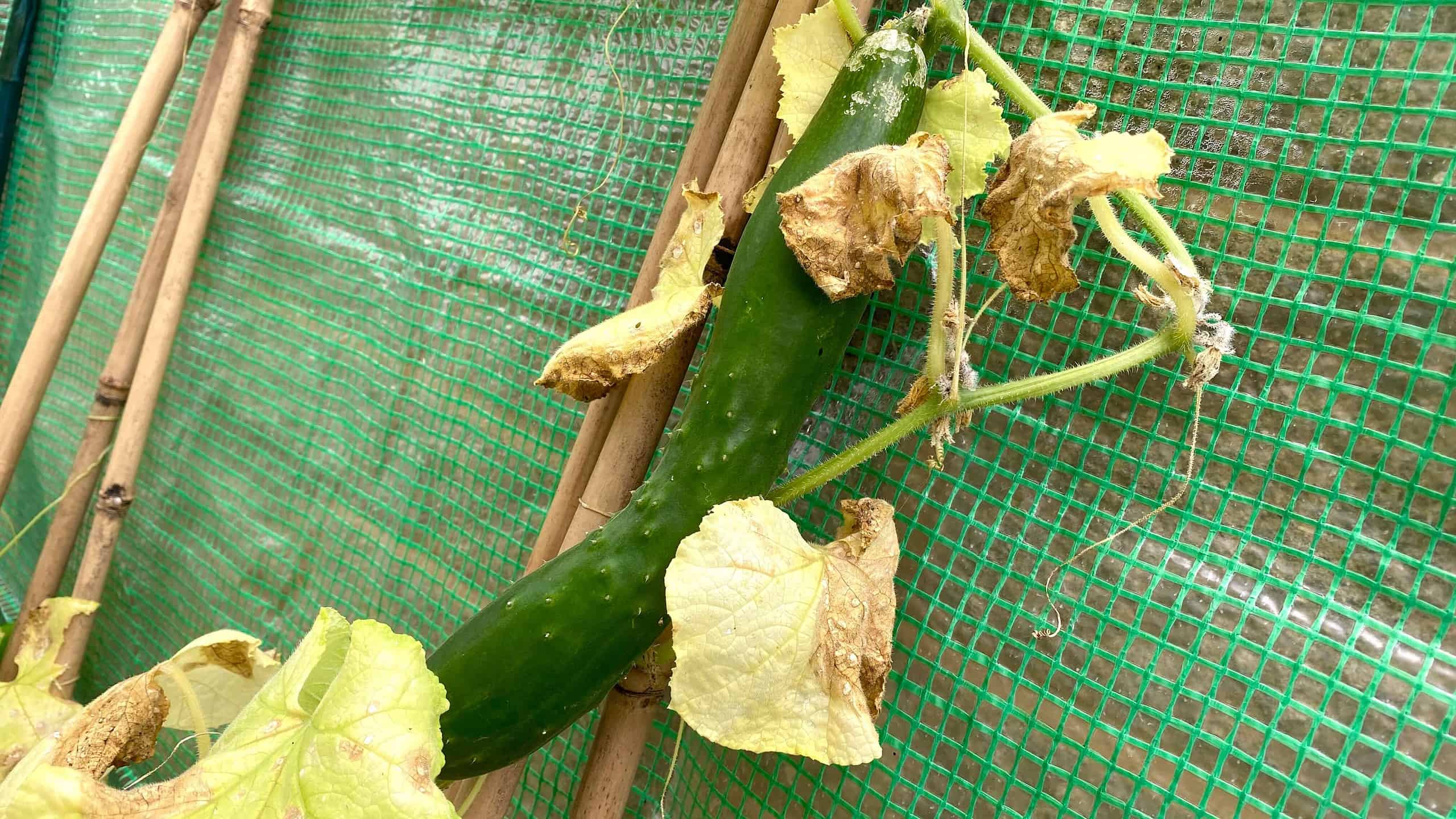 What To Do In The Garden In August garden in august cucumber scaled