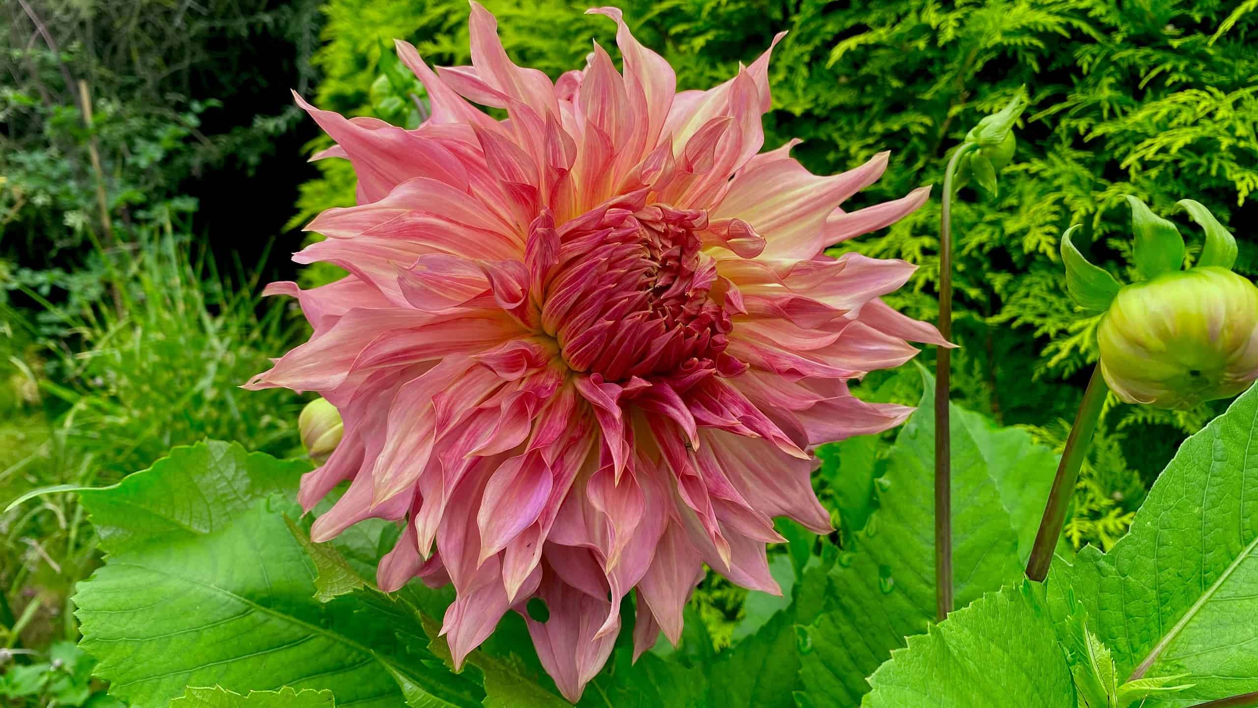 What To Do In The Garden In August garden-in-august-dahlia