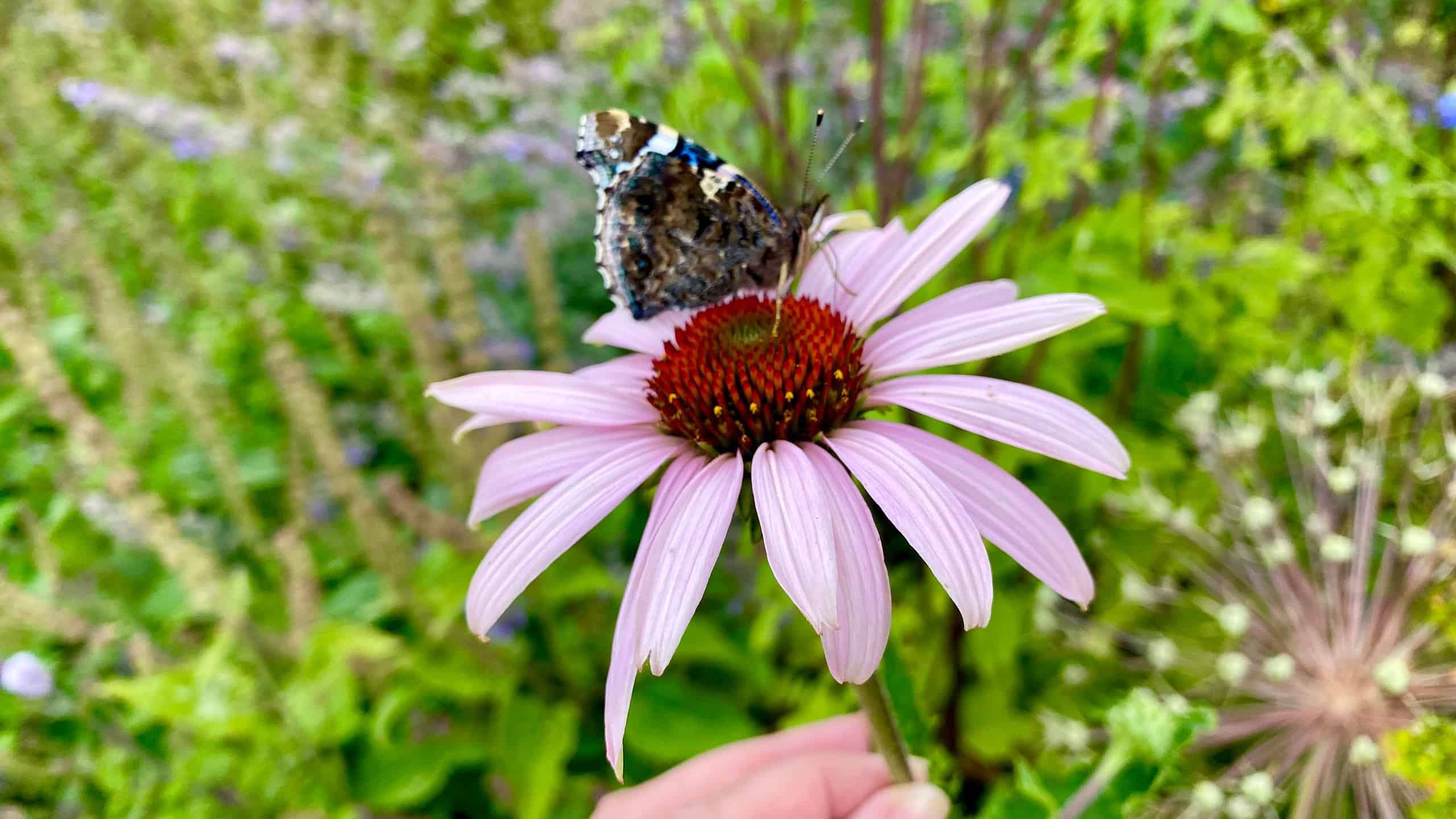 What To Do In The Garden In August garden-in-august-echinacea-butterfly