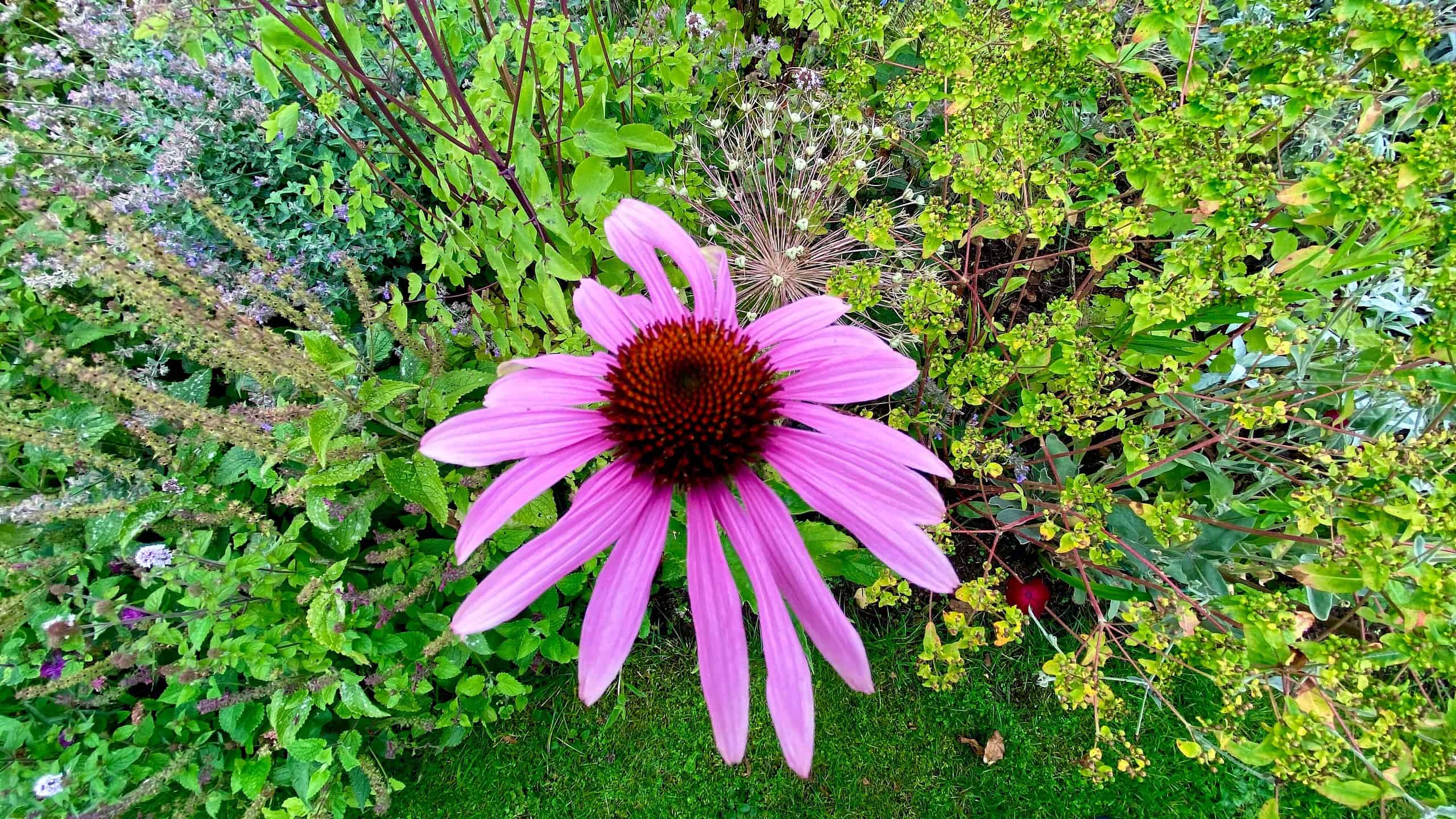 What To Do In The Garden In August garden-in-august-echinacea-light-pink