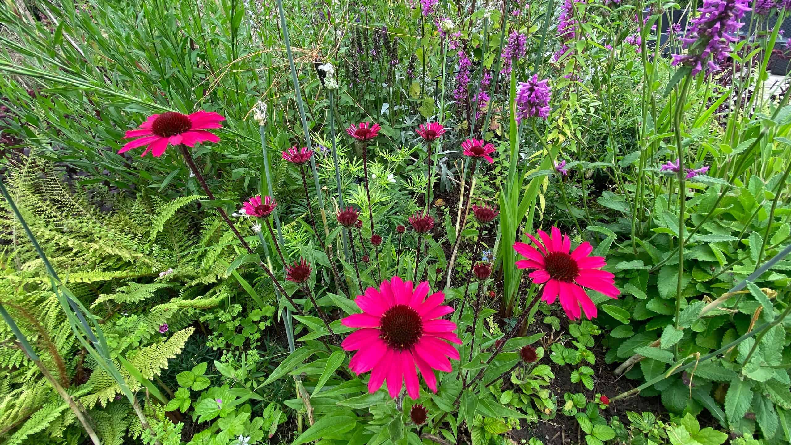 What To Do In The Garden In August garden-in-august-echinaceas-deep-pink-02