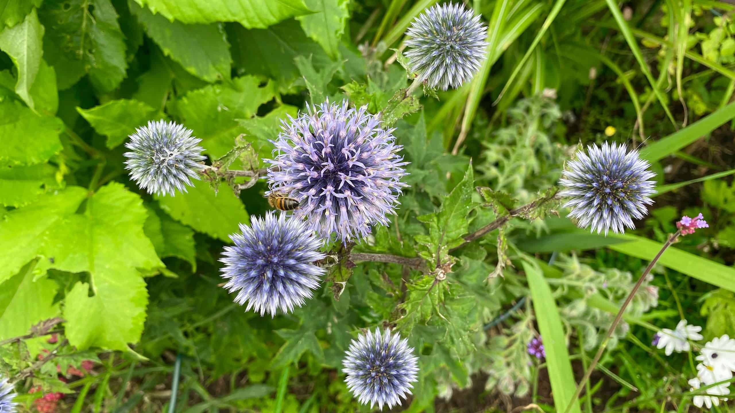 What To Do In The Garden In August garden-in-august-echinops