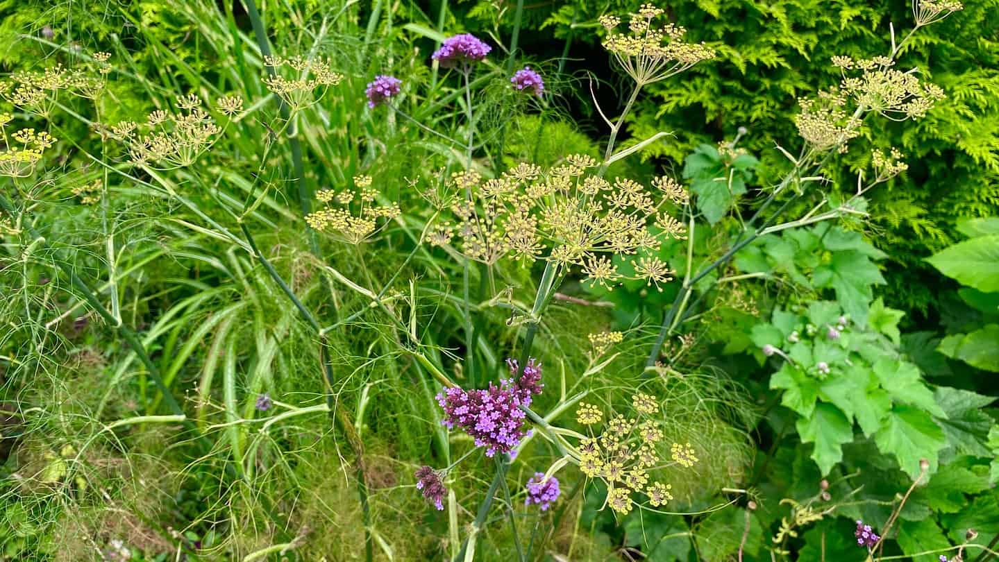 What To Do In The Garden In August garden-in-august-fennel