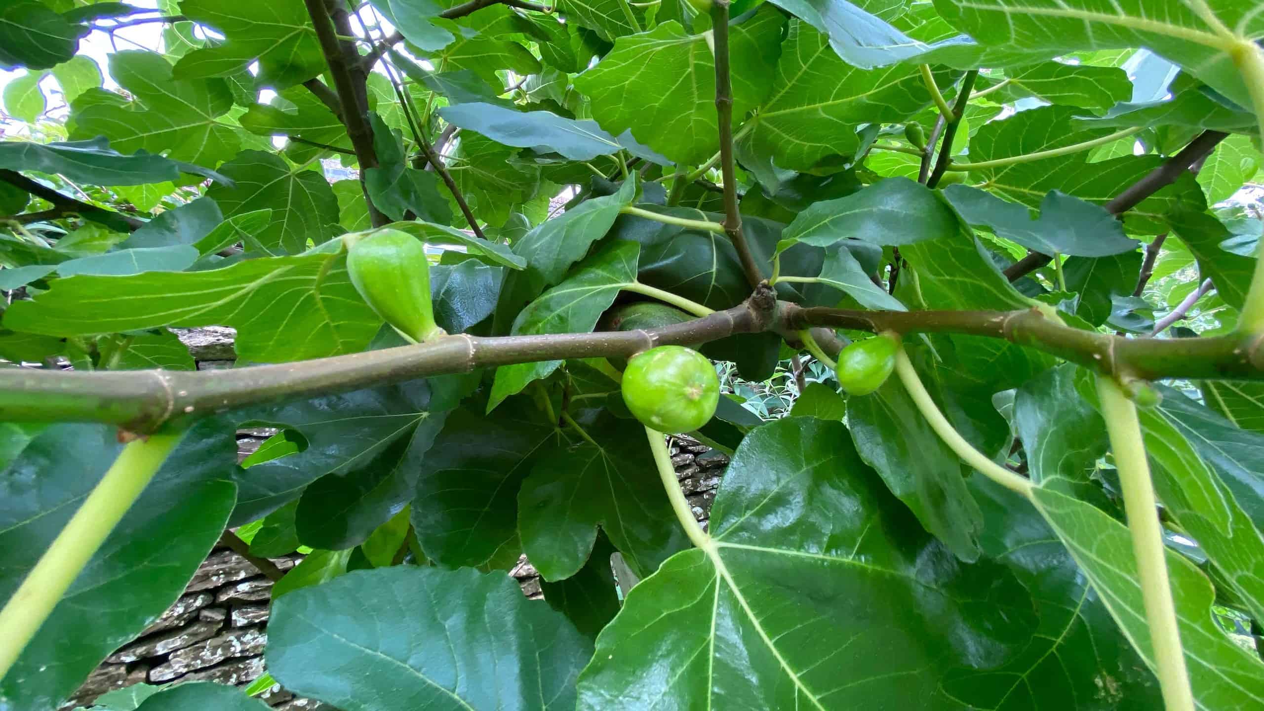 What To Do In The Garden In August garden-in-august-figs
