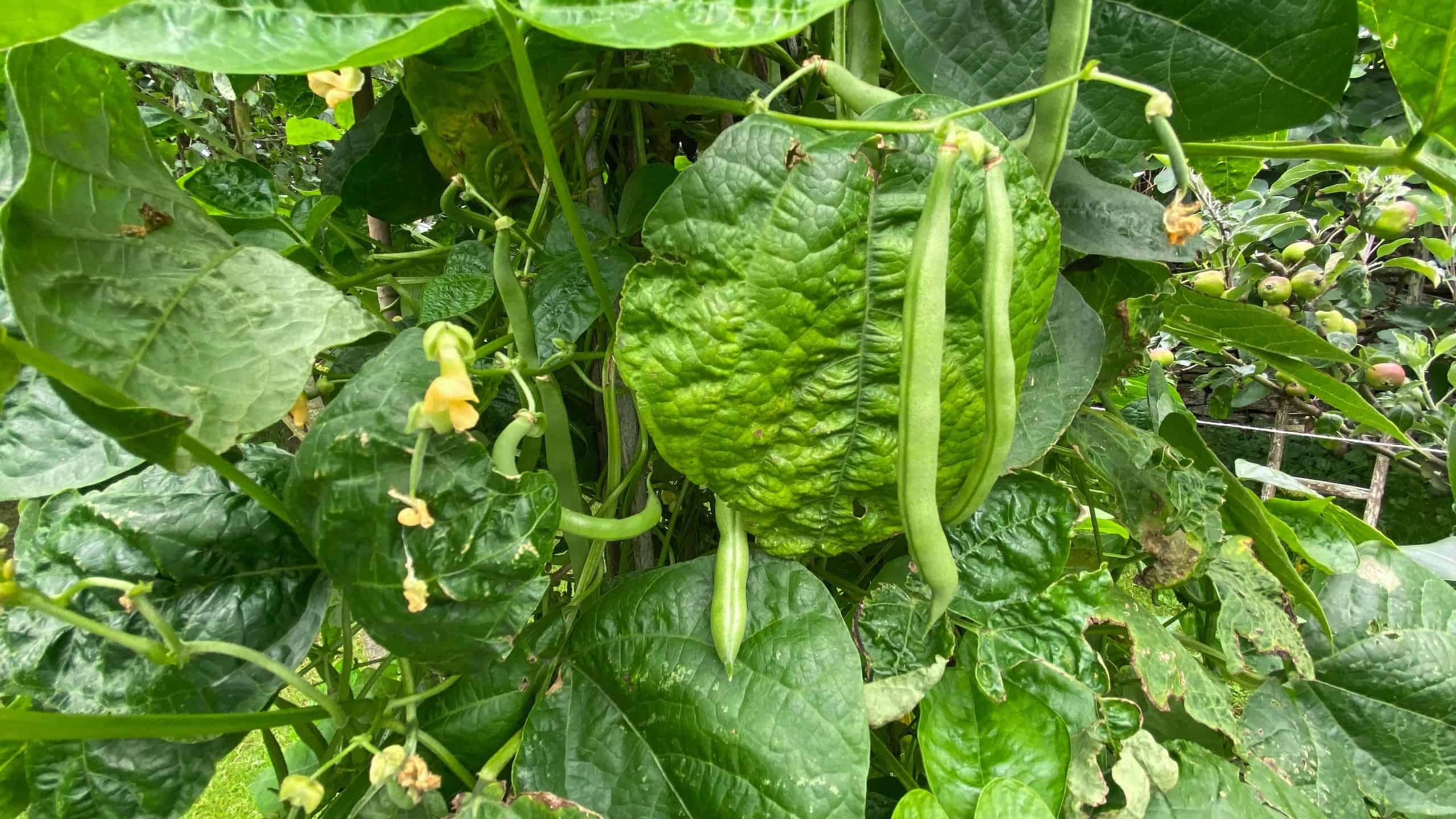 What To Do In The Garden In August garden-in-august-french-beans