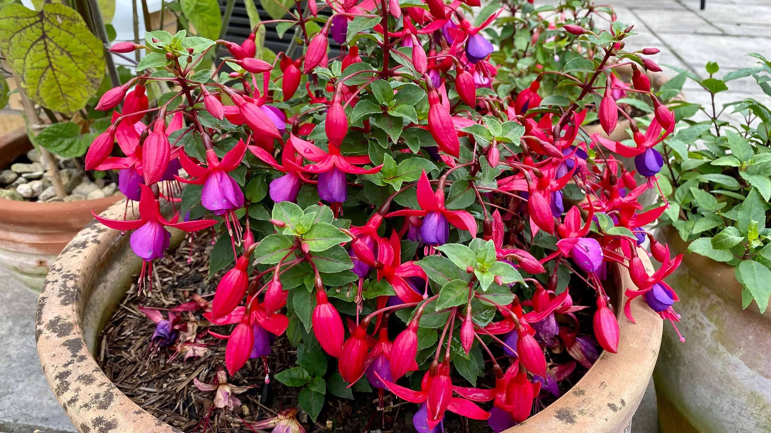 What To Do In The Garden In August garden-in-august-fuchsia-01