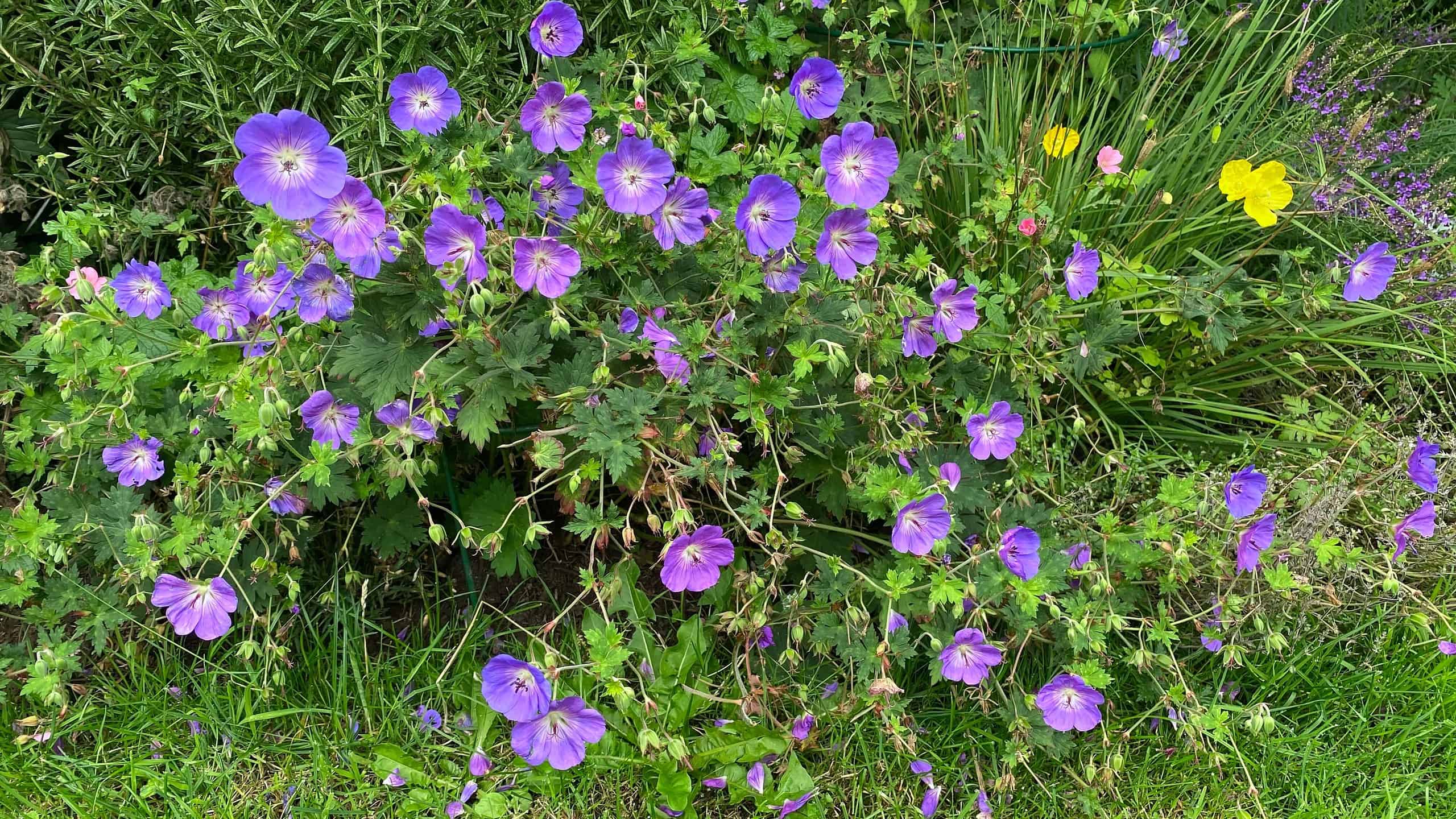What To Do In The Garden In August garden-in-august-geranium-rozanne