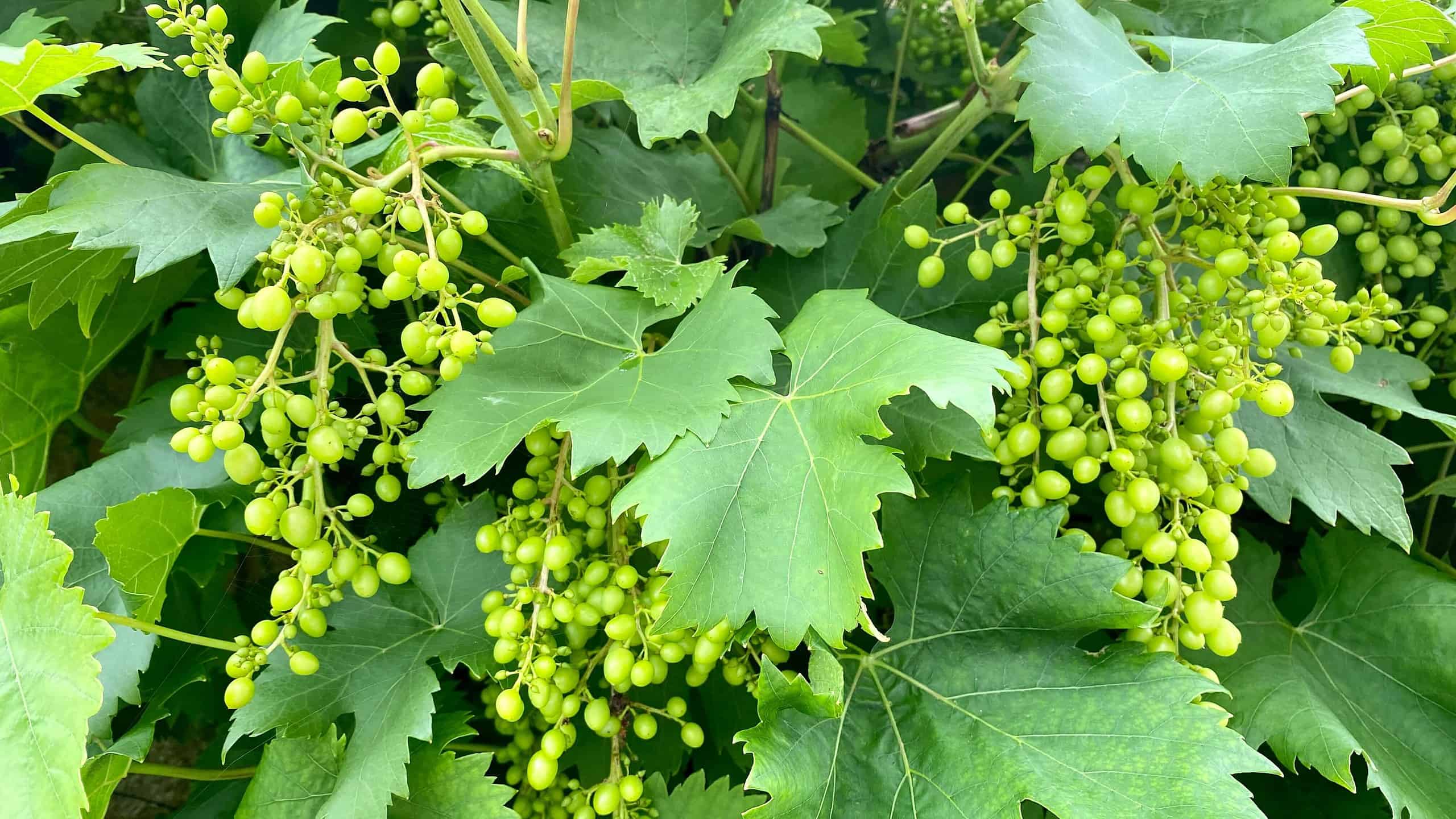 What To Do In The Garden In August garden-in-august-grapes
