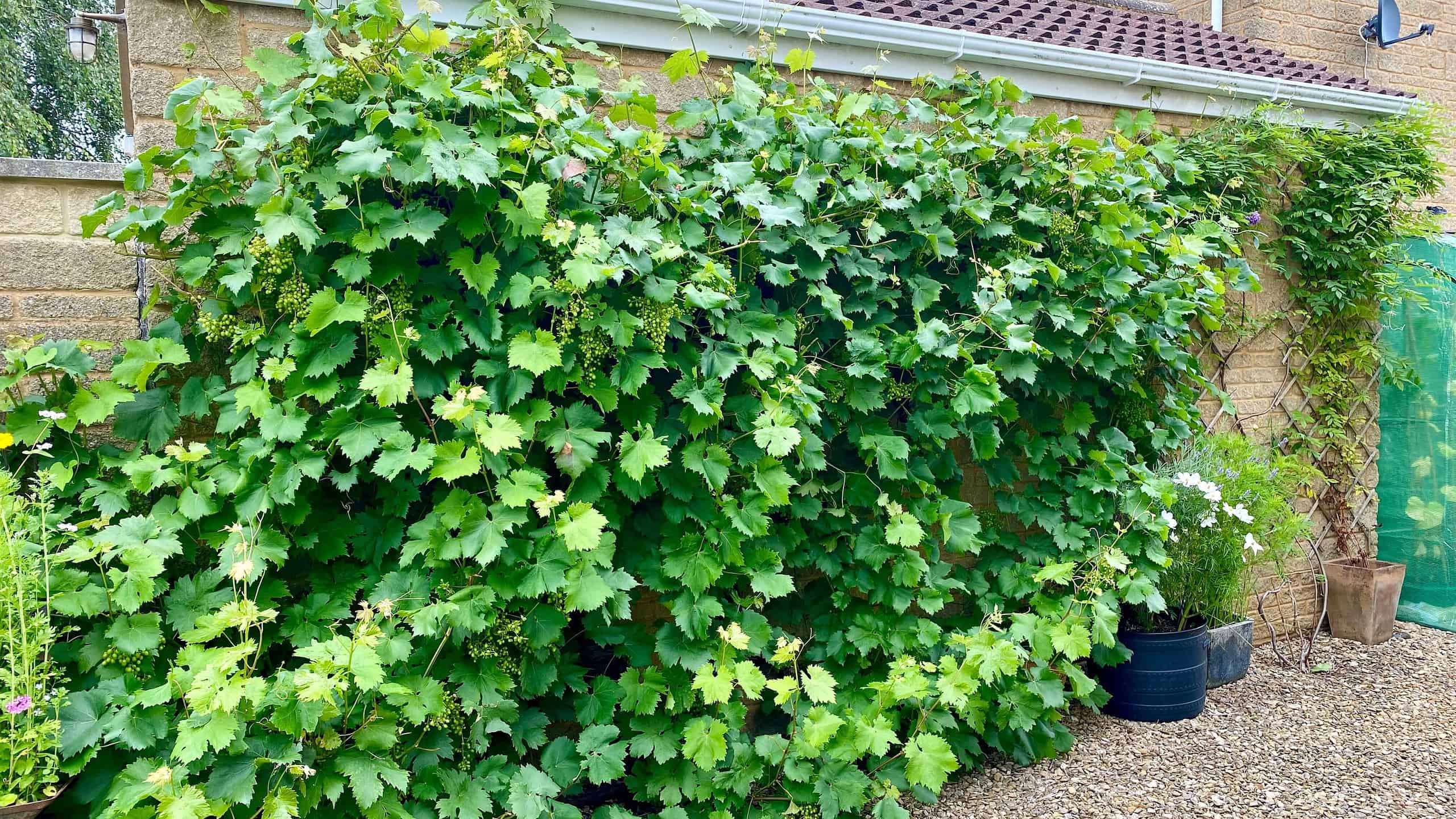 What To Do In The Garden In August garden-in-august-grapevine