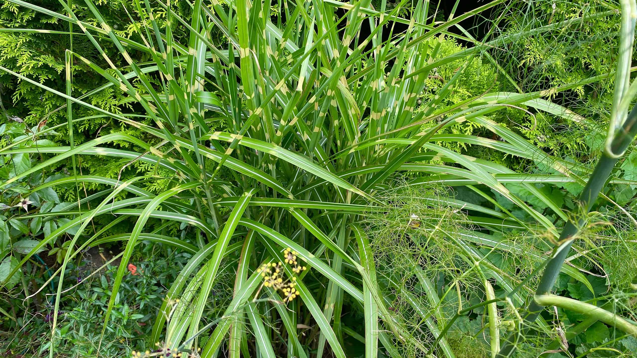 What To Do In The Garden In August garden-in-august-grass