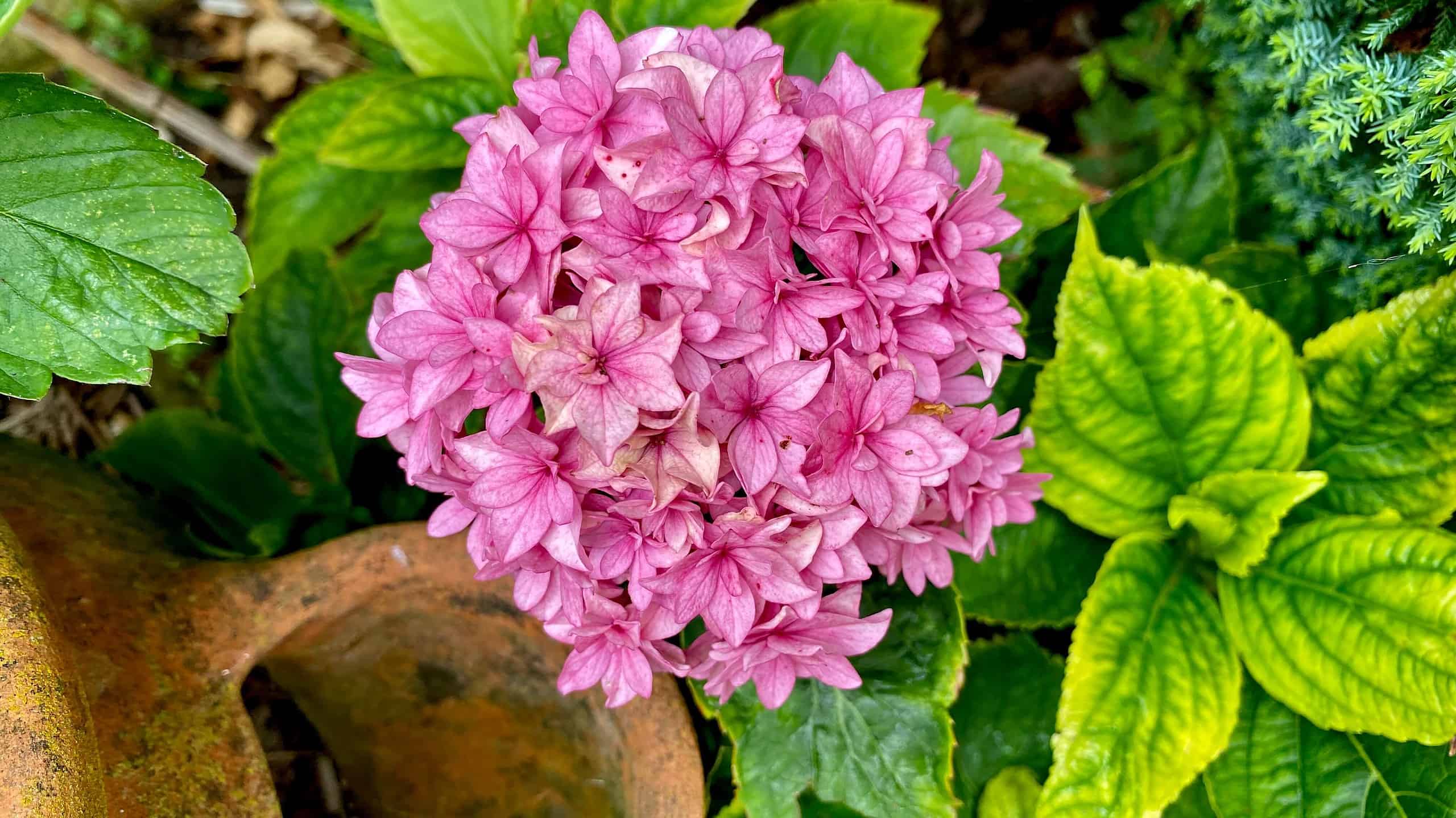 What To Do In The Garden In August garden-in-august-hydrangea-pink