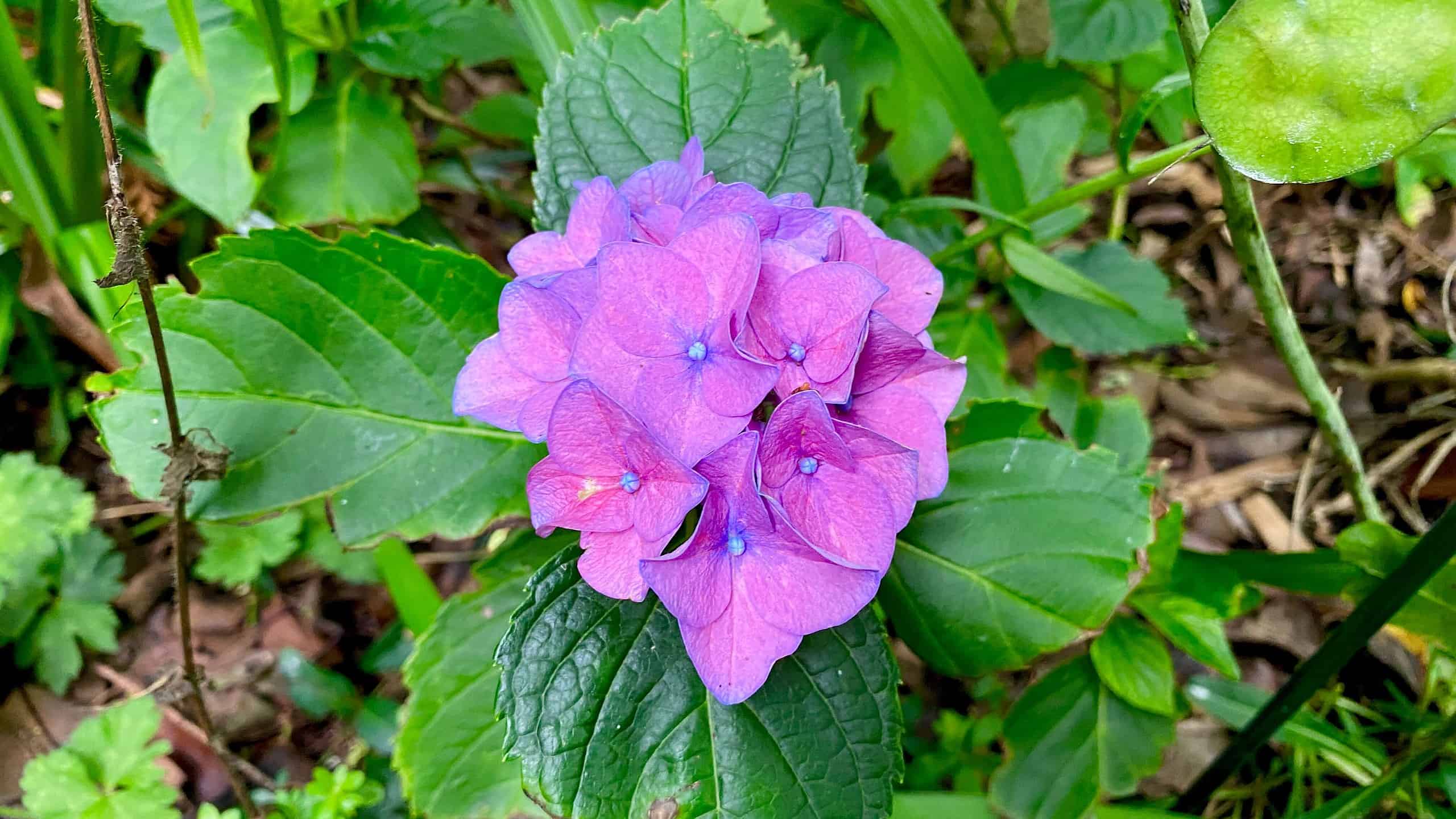 What To Do In The Garden In August garden-in-august-hydrangea-purple