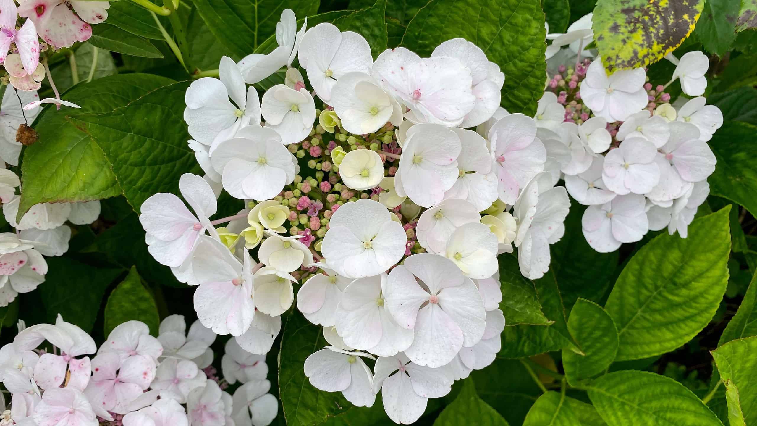 What To Do In The Garden In August garden-in-august-hydrangea-white