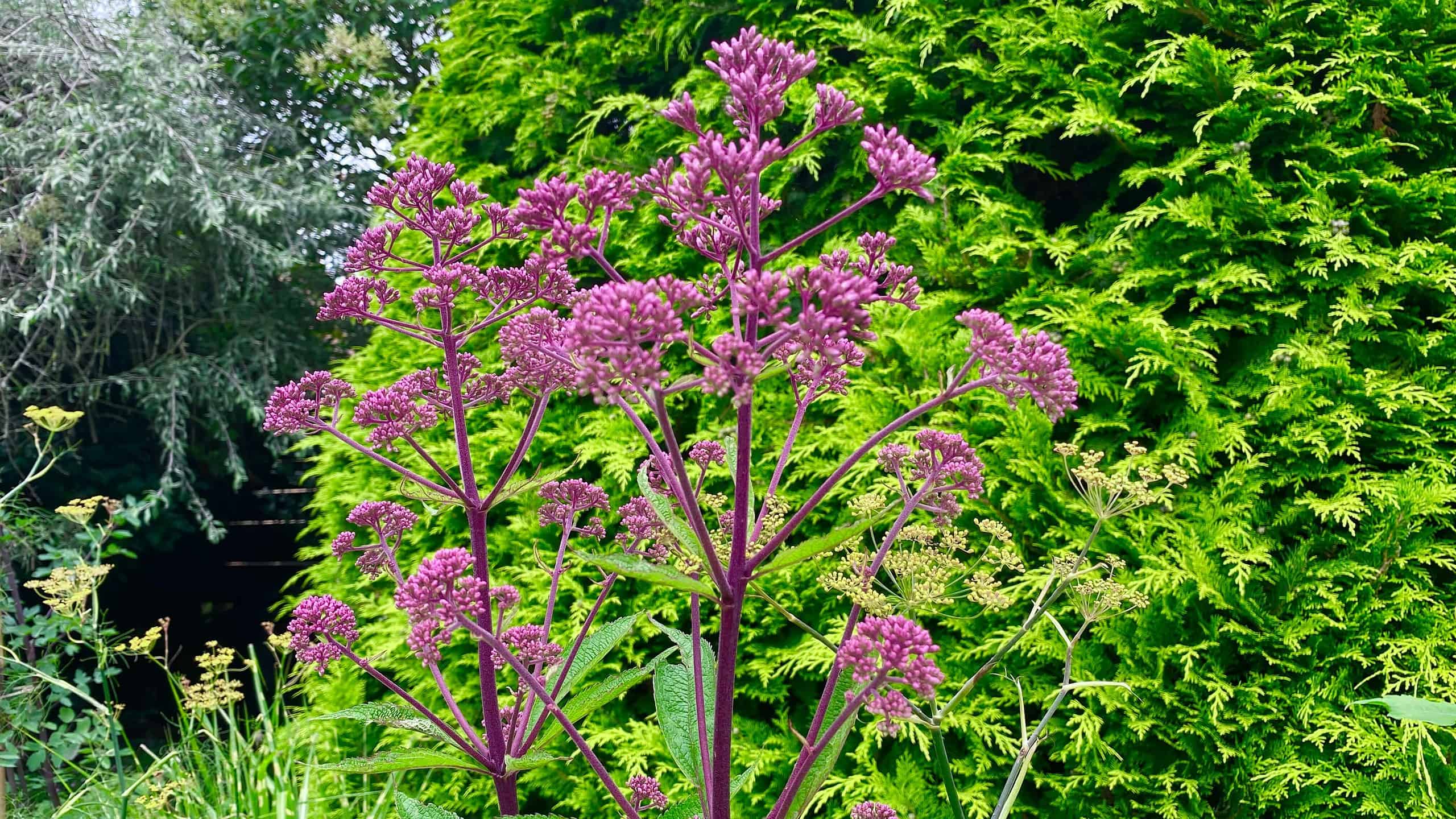 What To Do In The Garden In August garden-in-august-joe-pyeweed