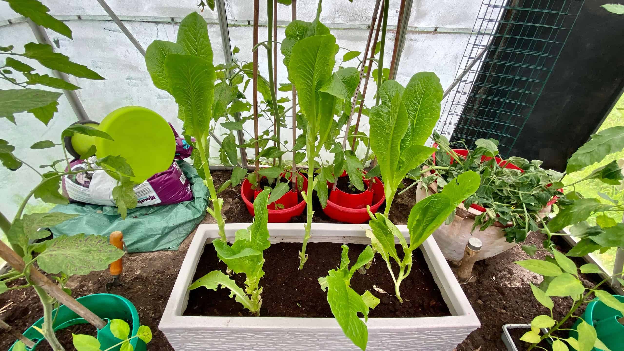 What To Do In The Garden In August garden-in-august-lettuce