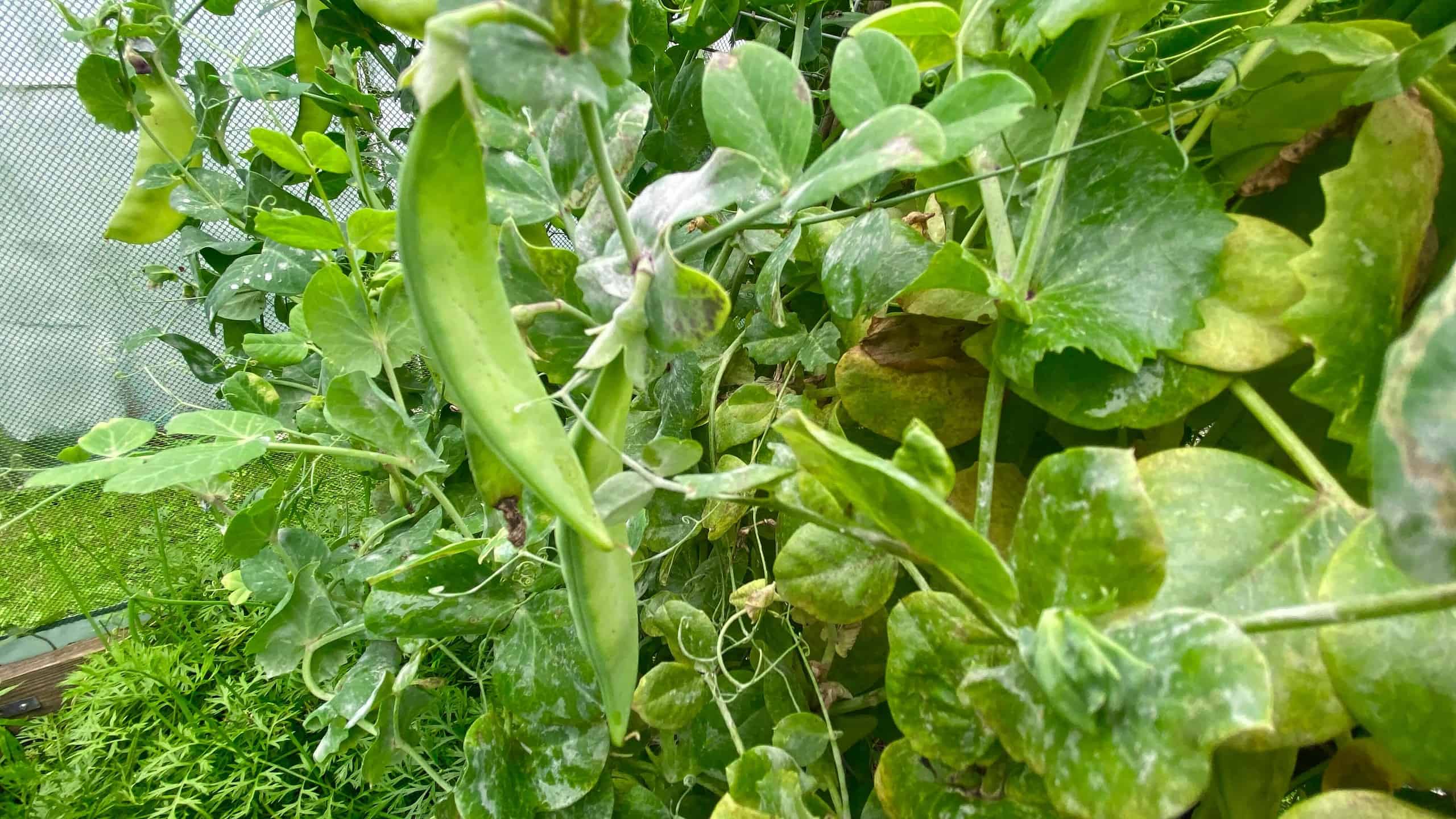 What To Do In The Garden In August garden-in-august-mange-tout