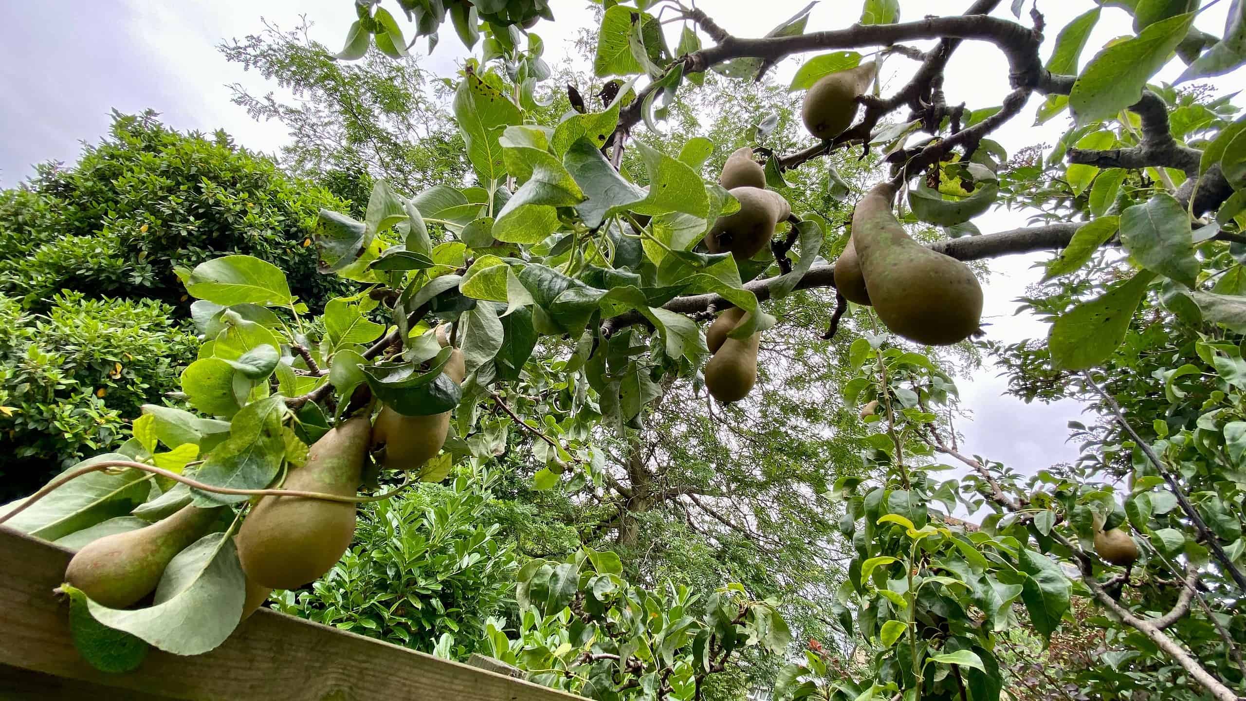 What To Do In The Garden In August garden-in-august-pears
