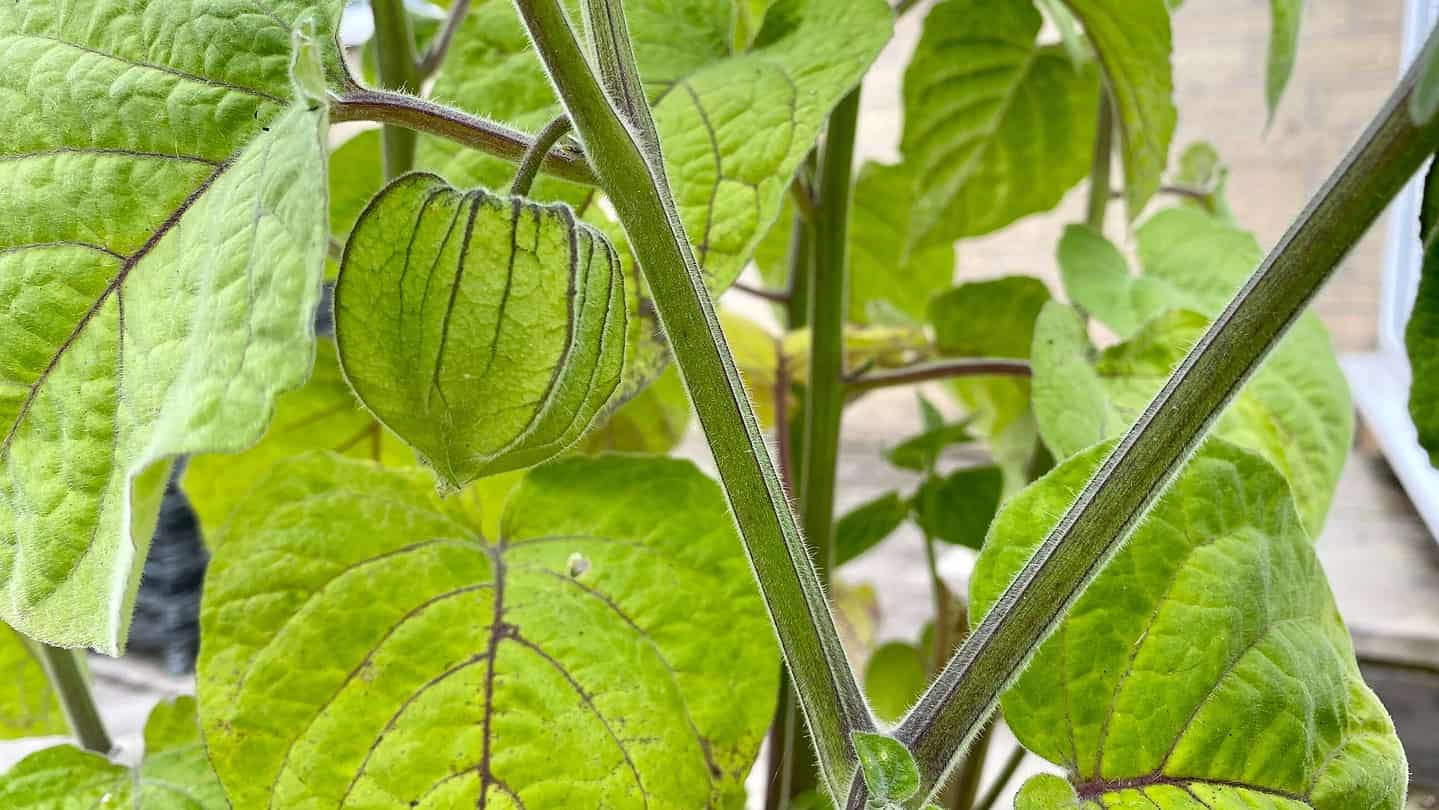 What To Do In The Garden In August garden-in-august-physalis