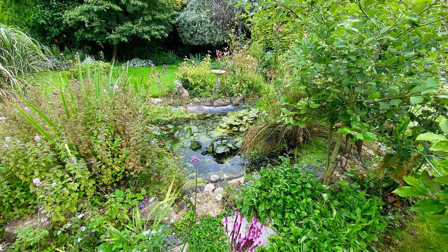 What To Do In The Garden In August garden-in-august-pond