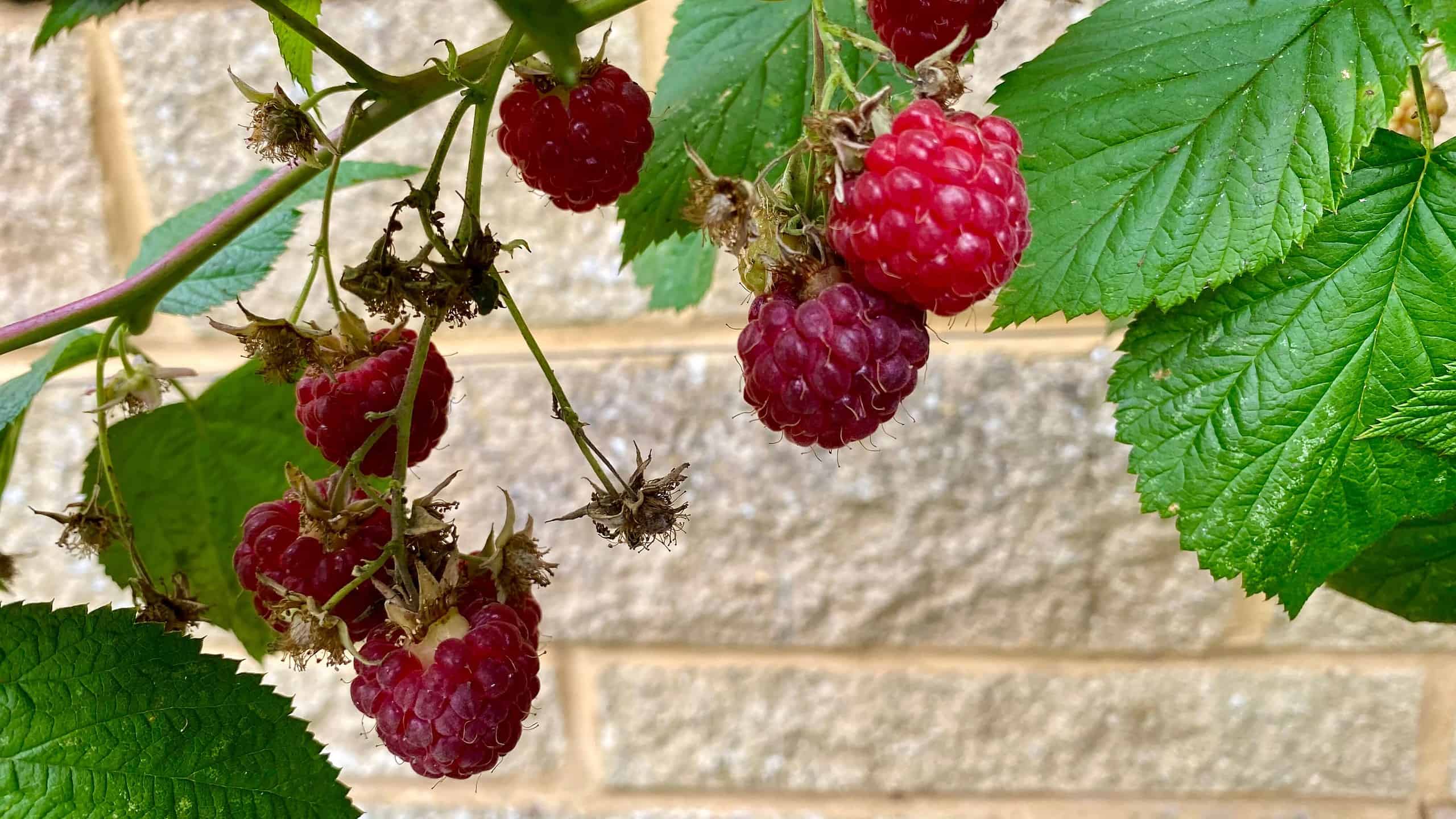 What To Do In The Garden In August garden-in-august-raspberries