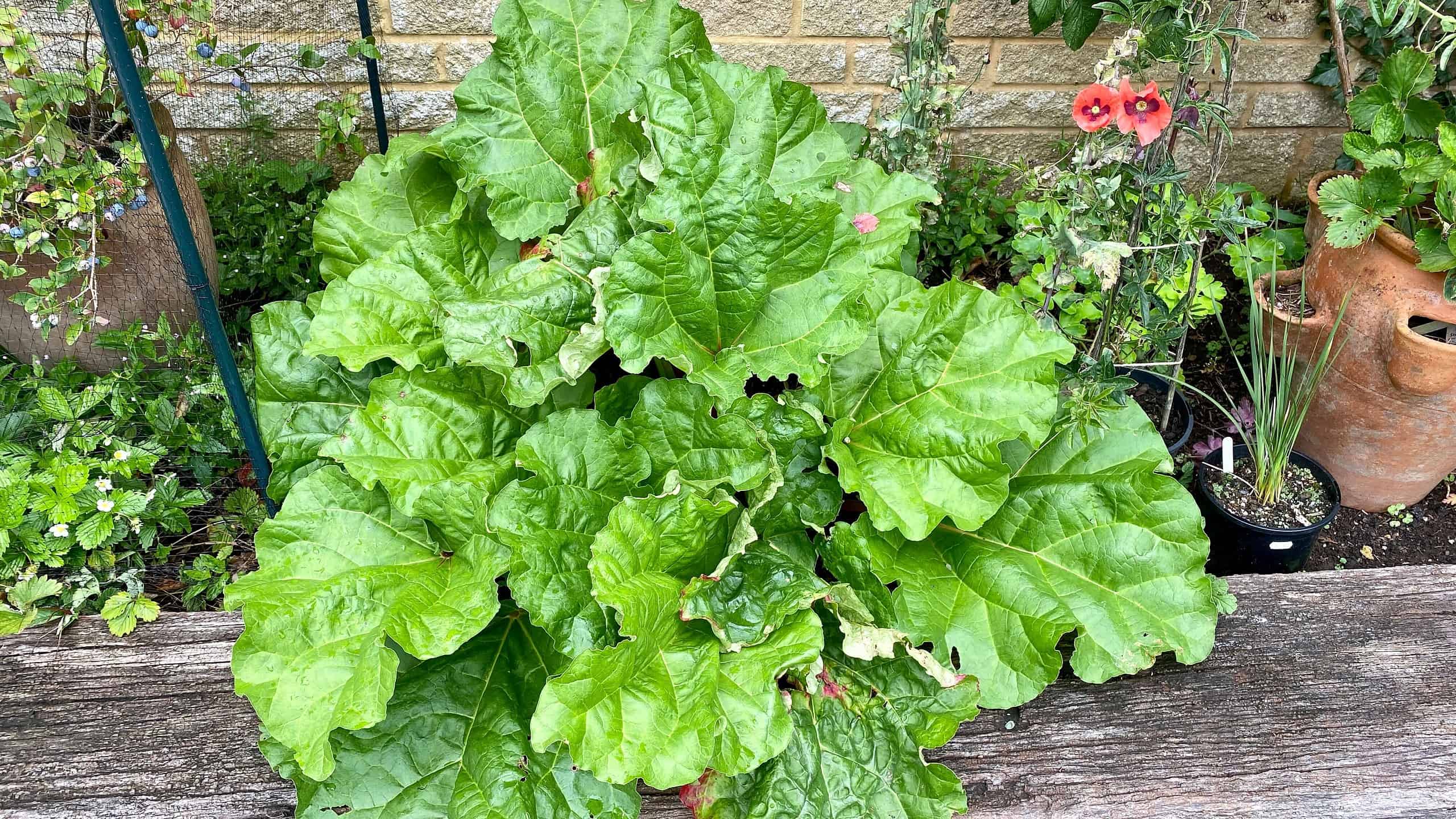 What To Do In The Garden In August garden-in-august-rhubarb