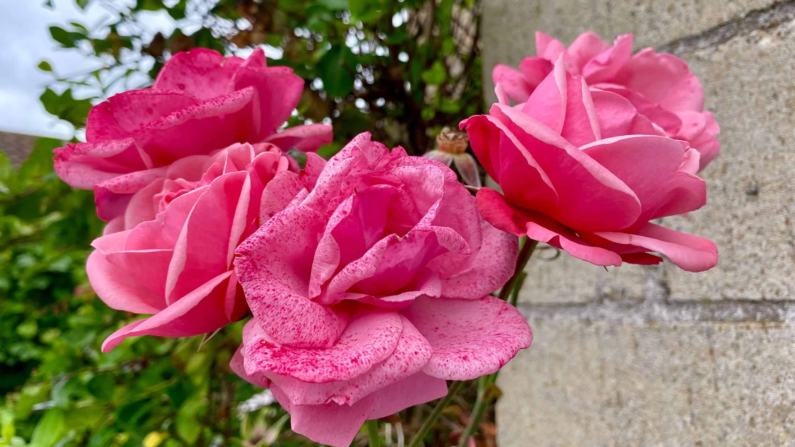 What To Do In The Garden In August garden-in-august-rose-pink