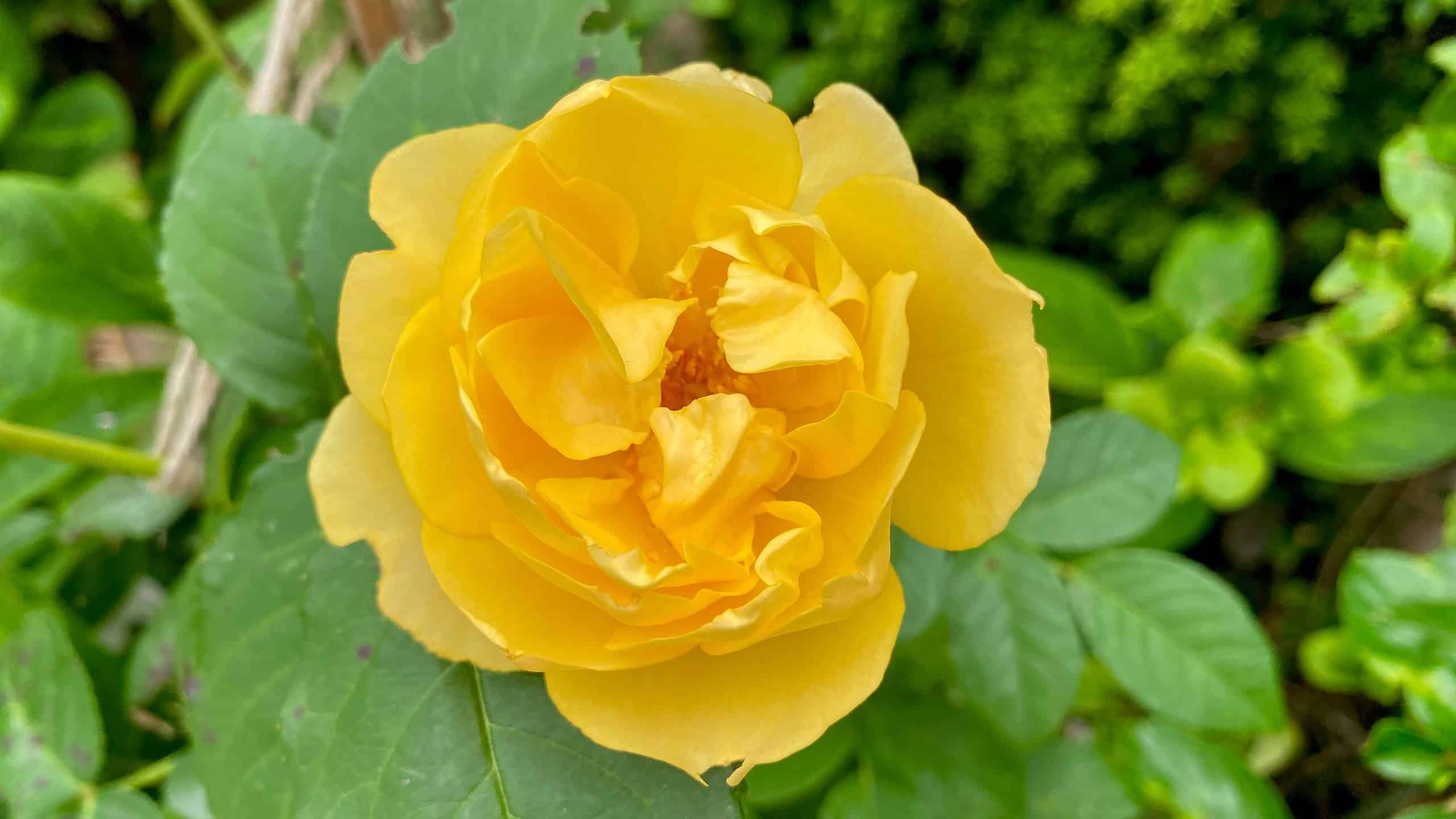 What To Do In The Garden In August garden-in-august-rose-yellow