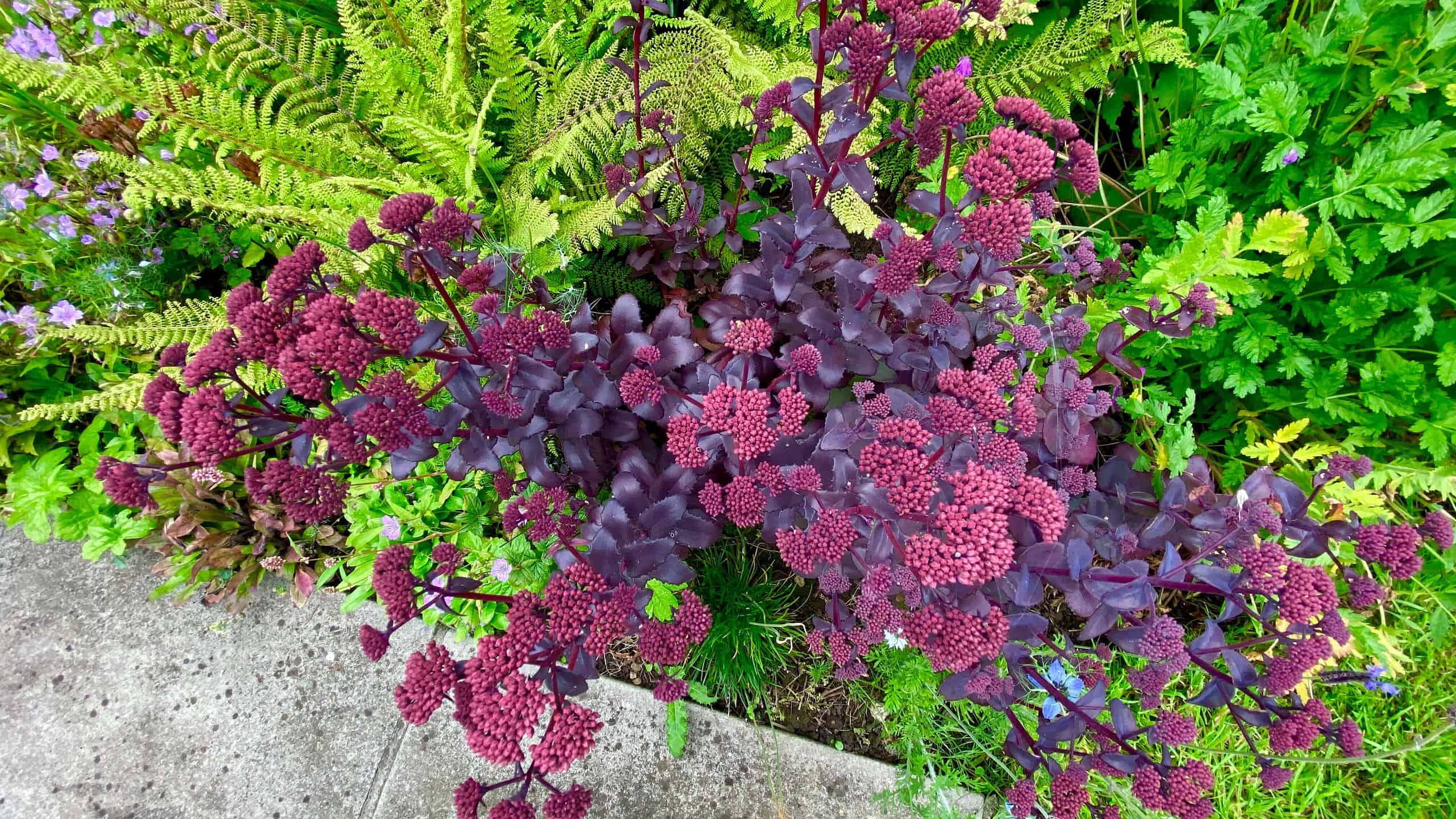 What To Do In The Garden In August garden-in-august-sedum