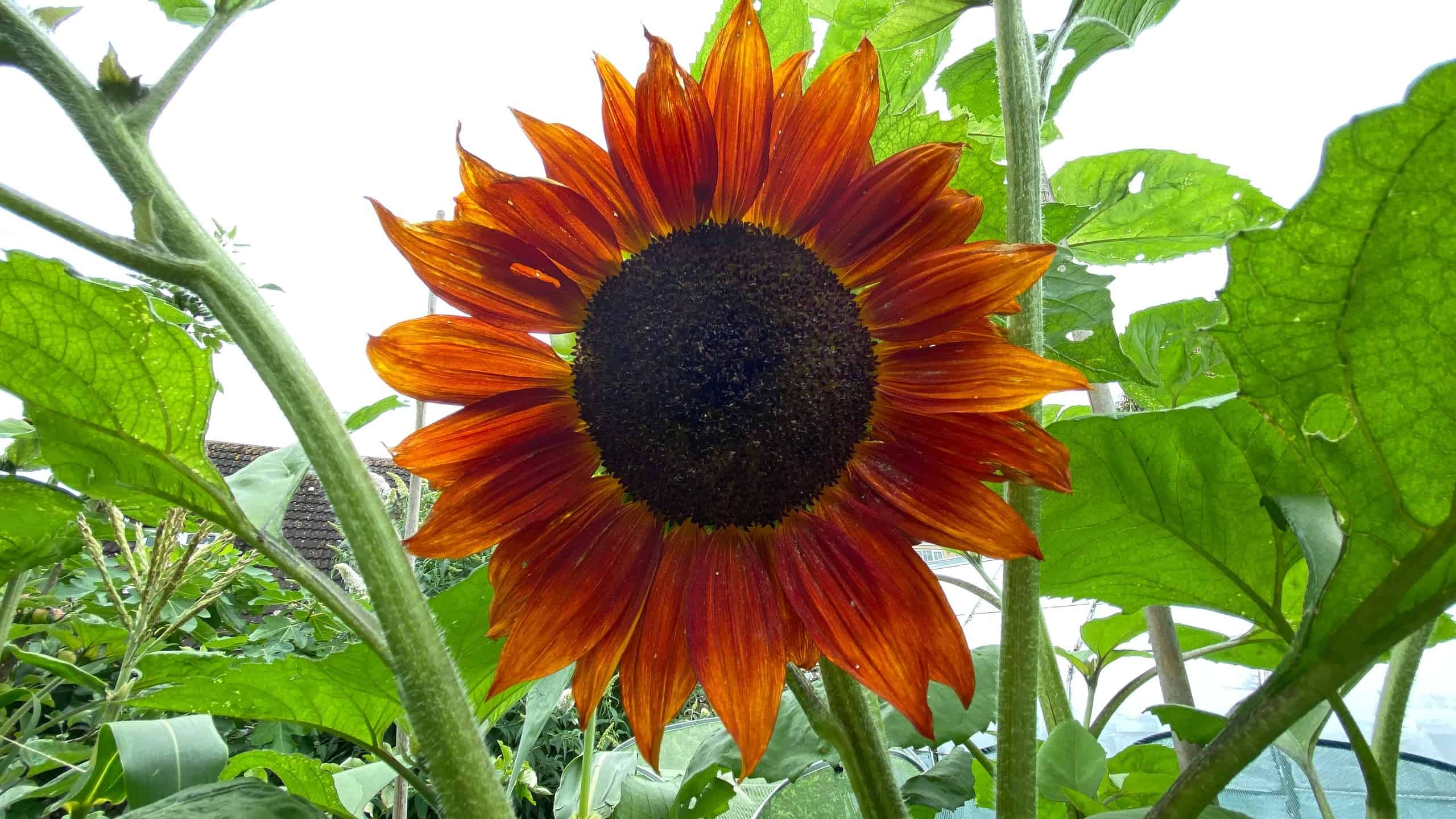 What To Do In The Garden In August garden-in-august-sunflower