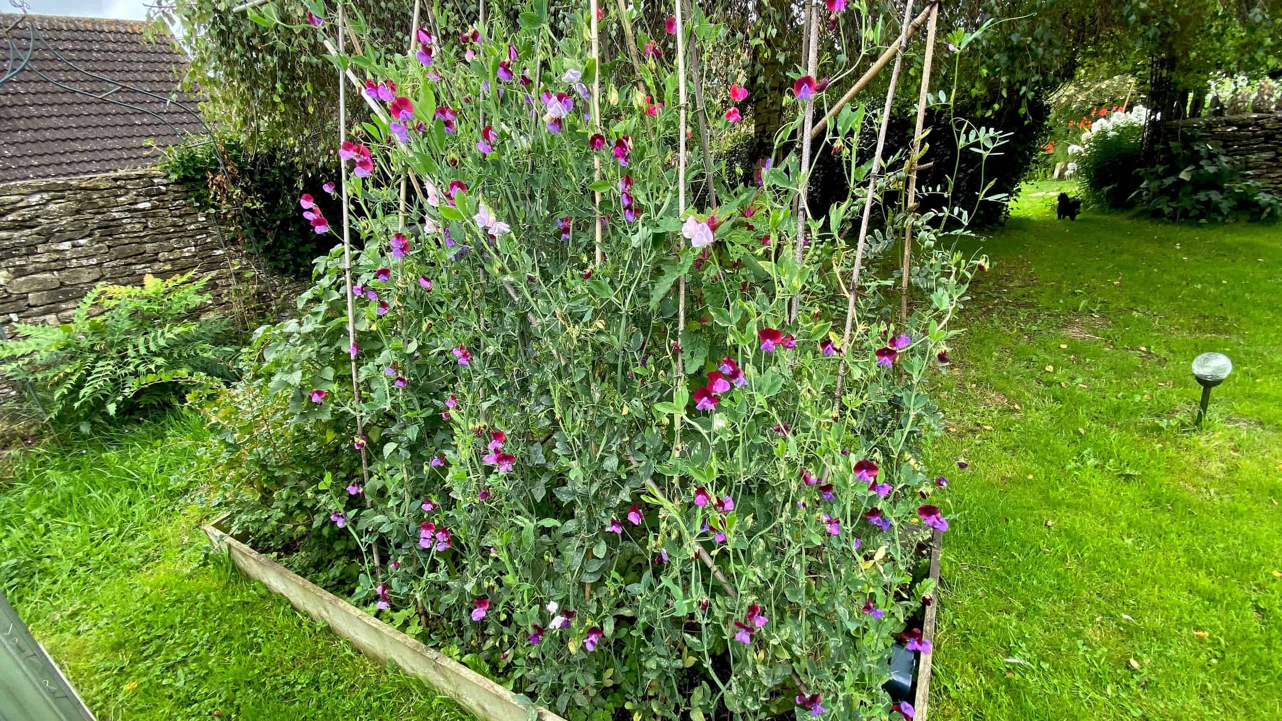 What To Do In The Garden In August garden in august sweet peas scaled