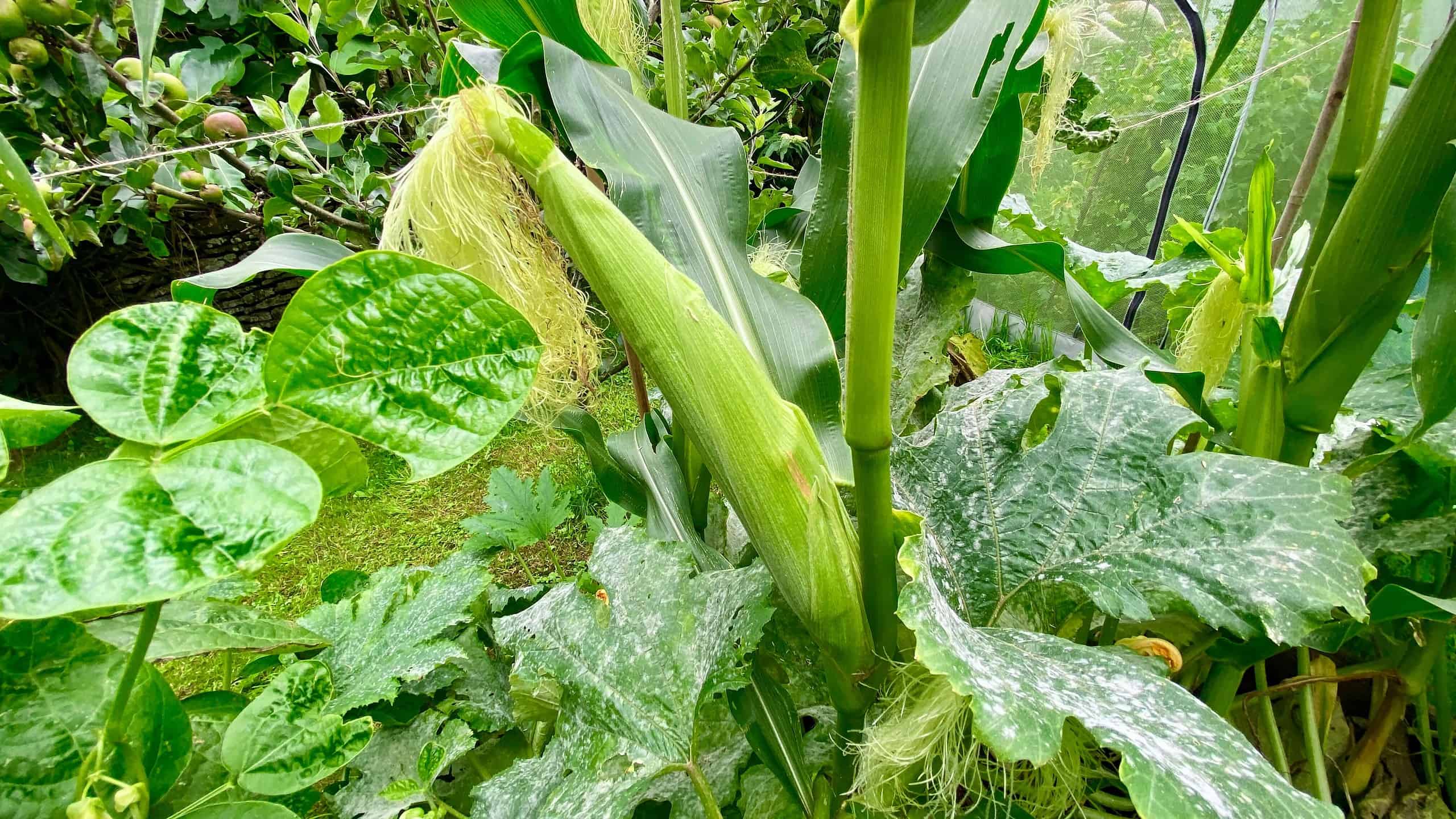 What To Do In The Garden In August garden-in-august-sweetcorn