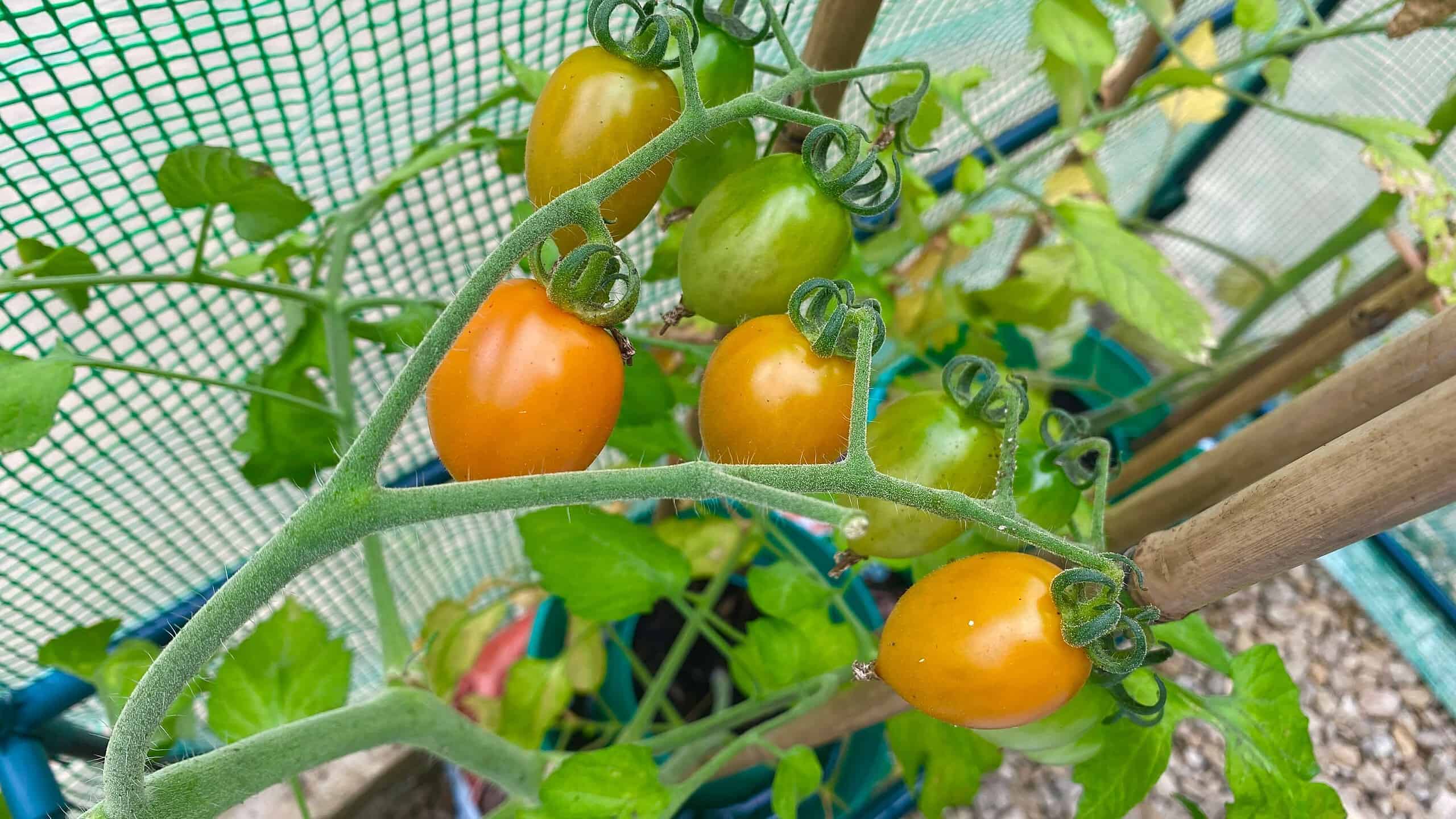 What To Do In The Garden In August garden-in-august-tomatoes-01