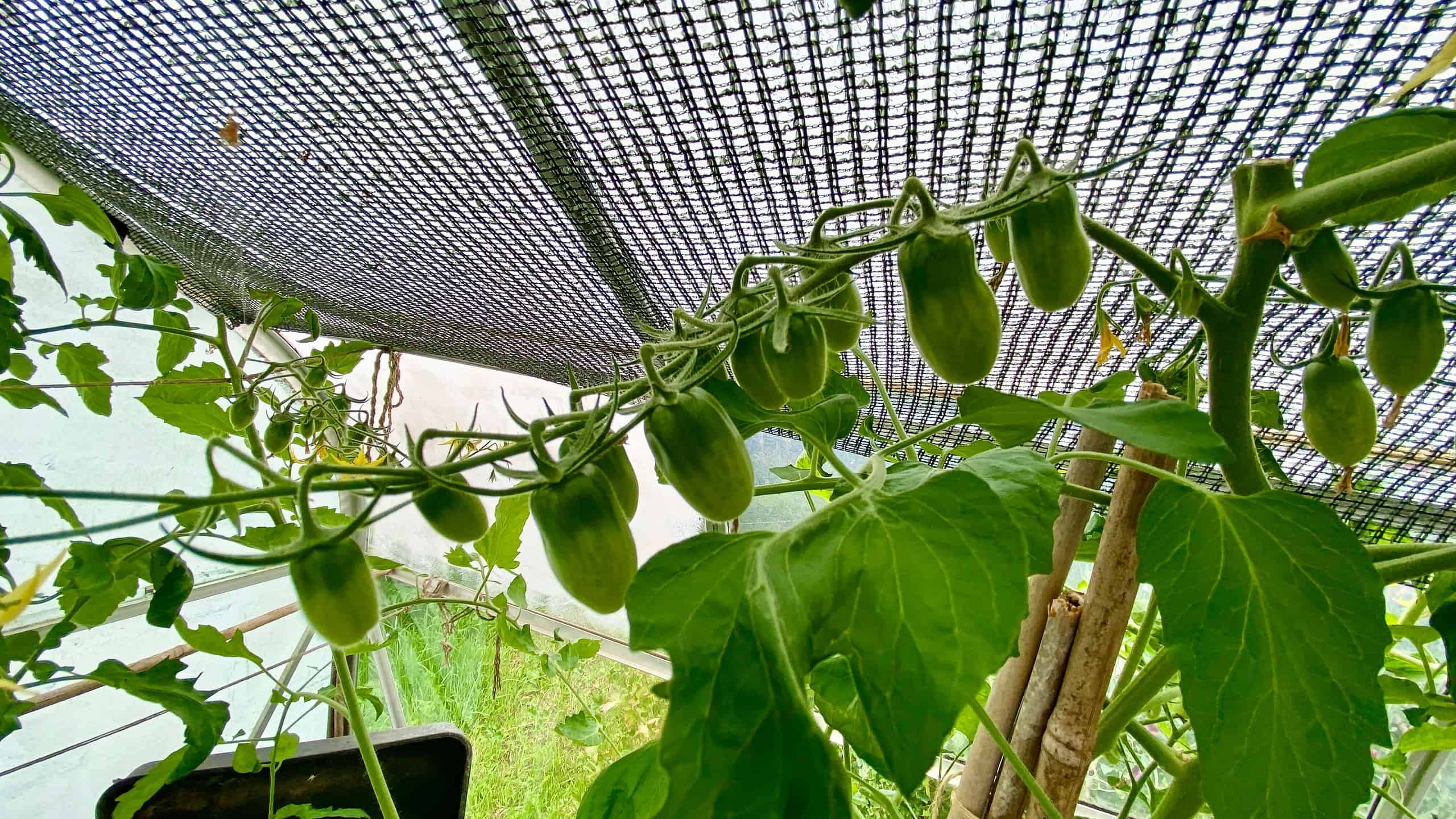 What To Do In The Garden In August garden-in-august-tomatoes-02