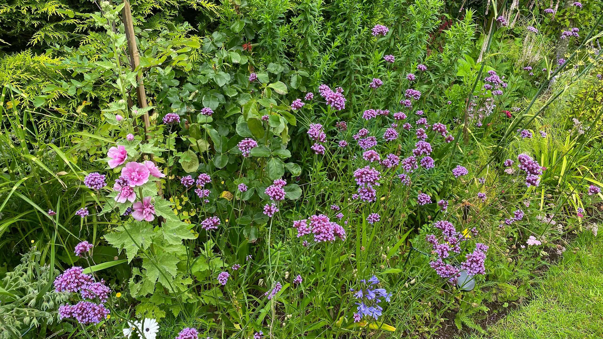 What To Do In The Garden In August garden-in-august-verbena-bonariensis