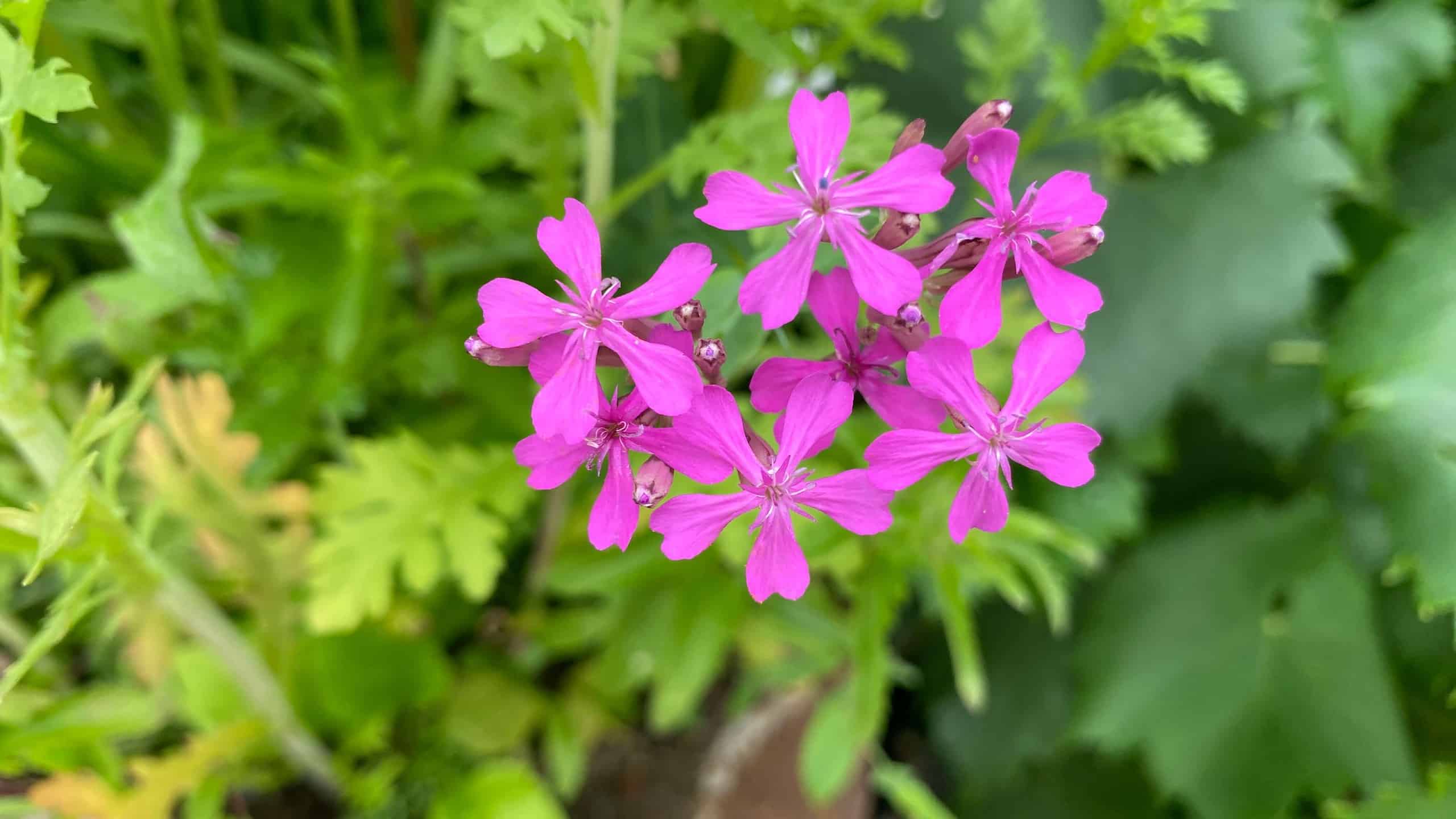 What To Do In The Garden In August garden-in-august-wildflowers-campion