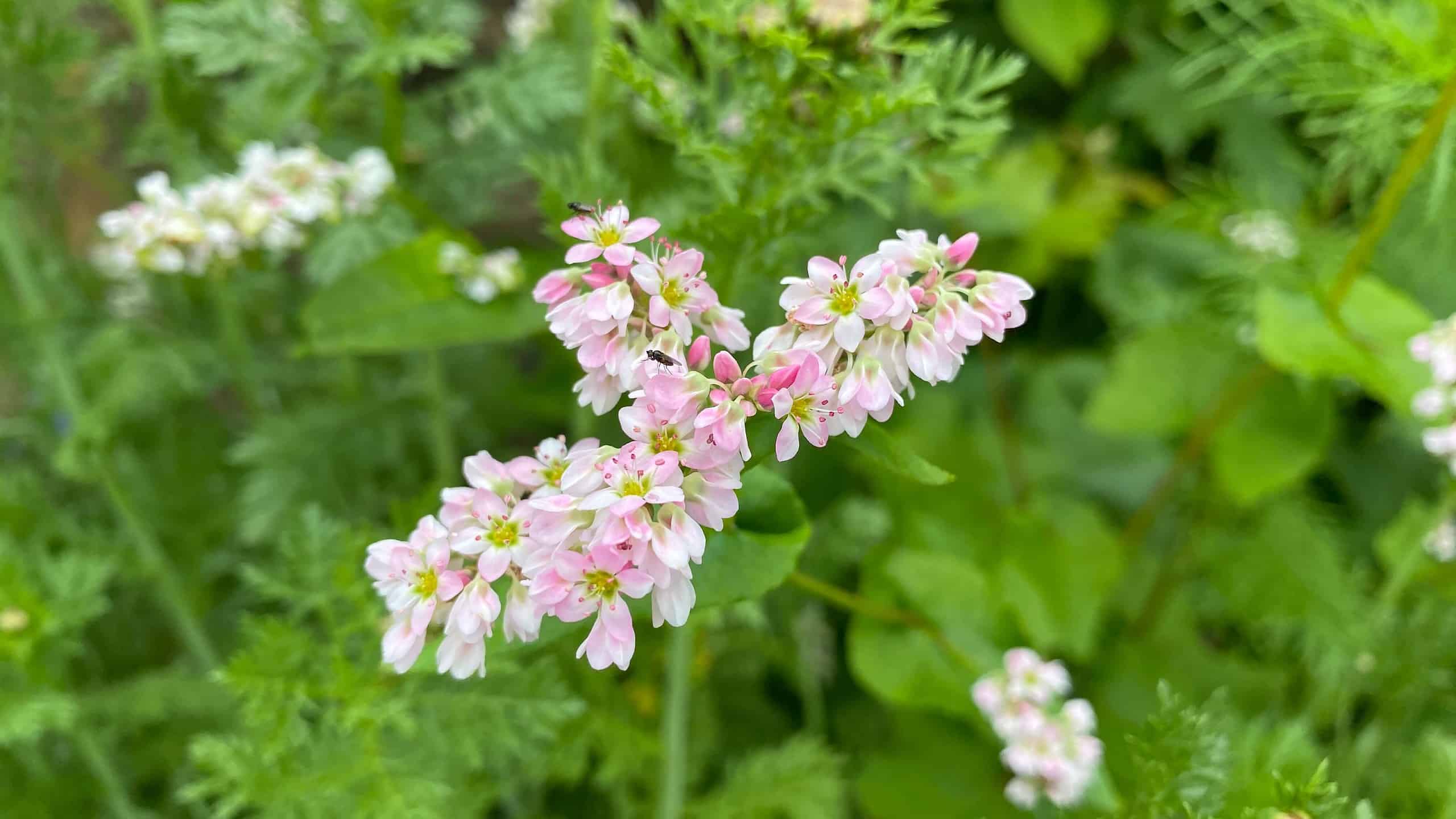 What To Do In The Garden In August garden-in-august-wildflowers-common-buckwheat