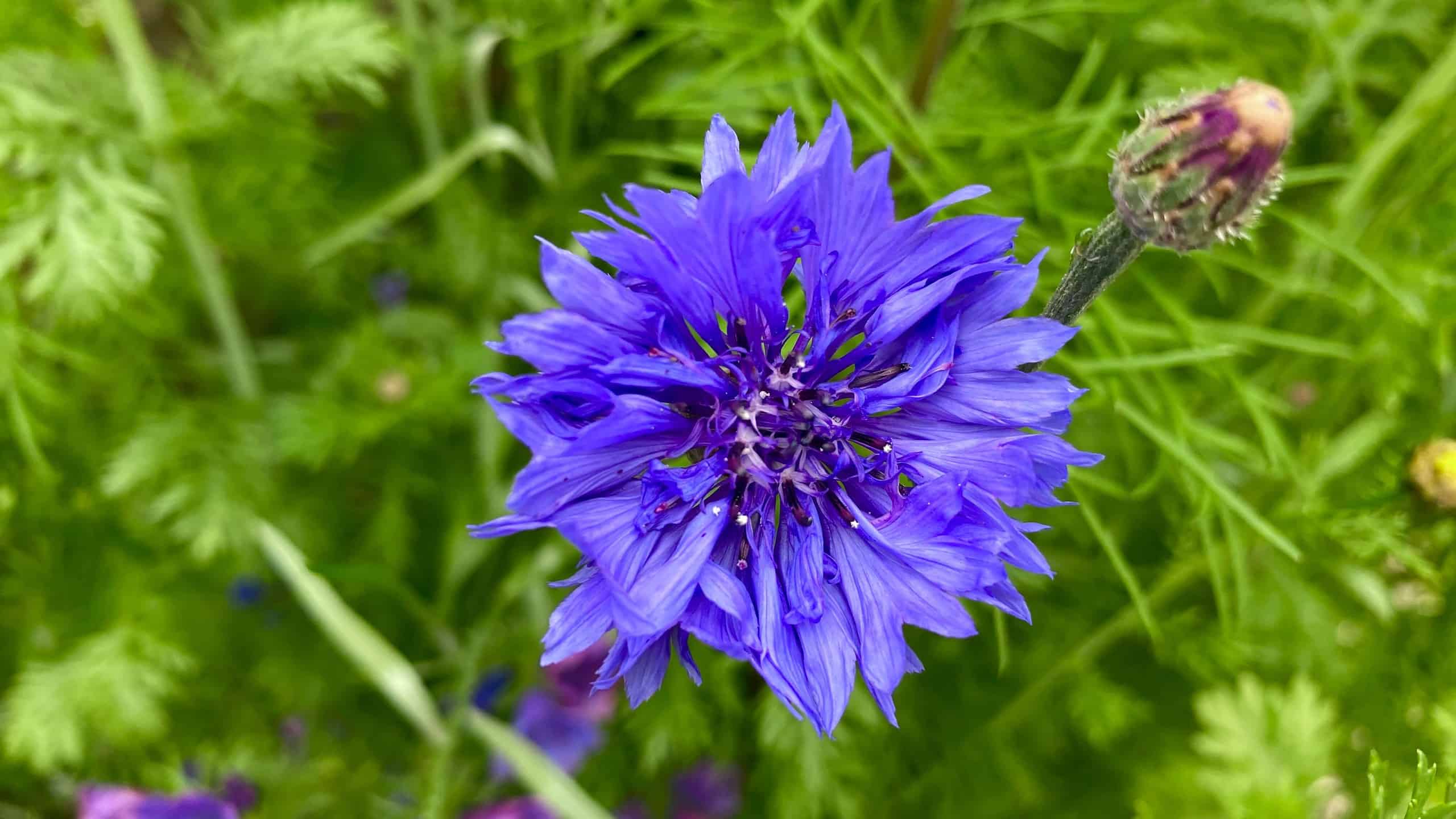 What To Do In The Garden In August garden-in-august-wildflowers-cornflower-blue