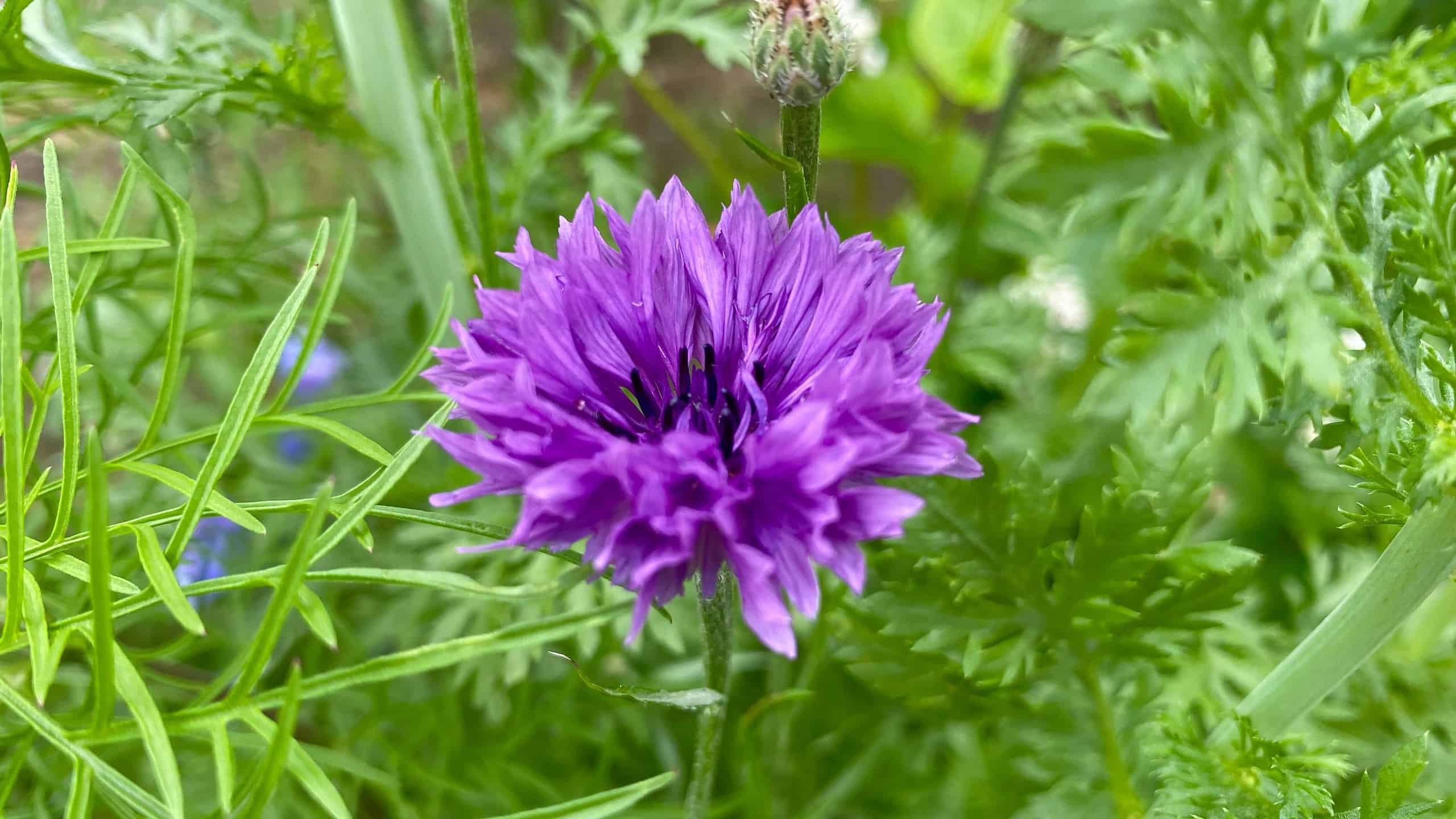 What To Do In The Garden In August garden-in-august-wildflowers-cornflower-purple