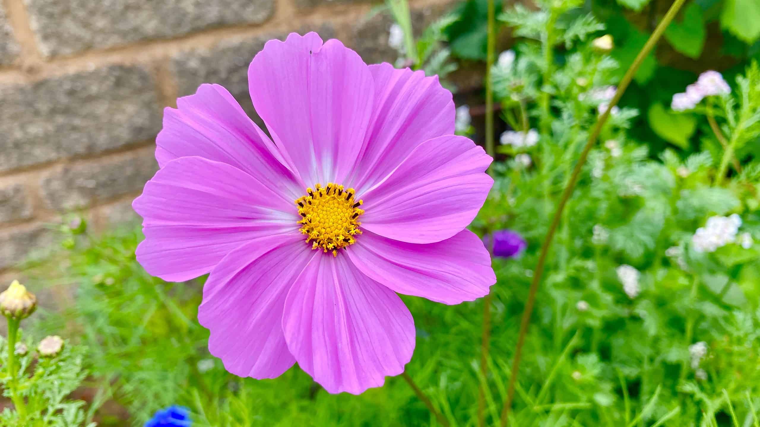 What To Do In The Garden In August garden-in-august-wildflowers-cosmos-pink
