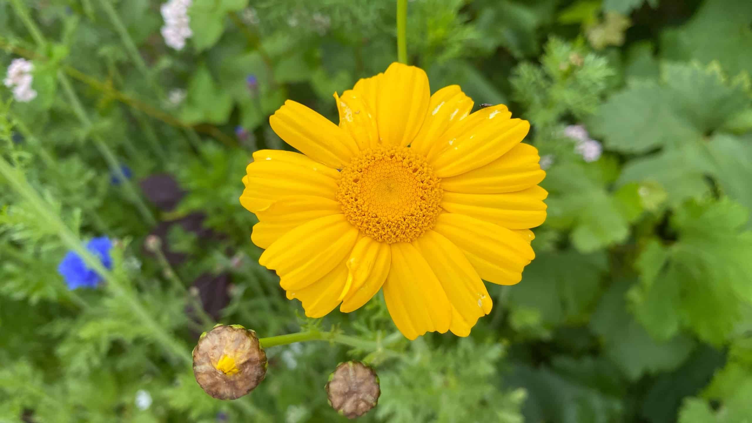 What To Do In The Garden In August garden-in-august-wildflowers-crown-daisy