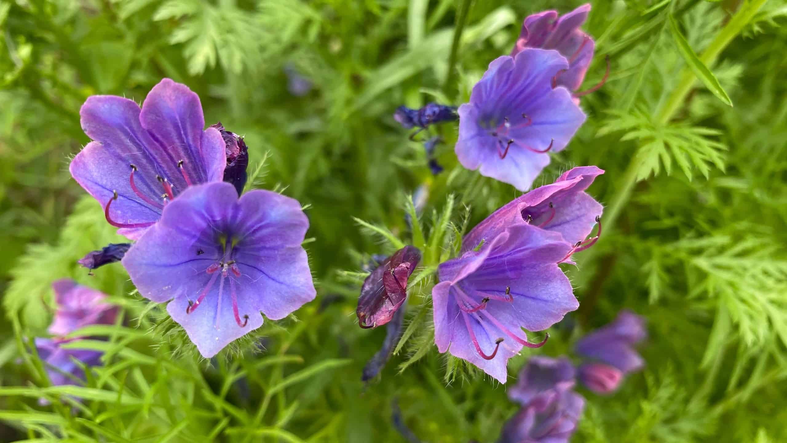 What To Do In The Garden In August garden-in-august-wildflowers-vipers-bugloss