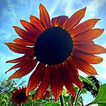 garden-in-september-sunflower