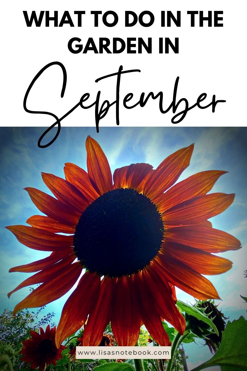 What To Do In The Garden In September garden-in-september-sunflower-pinterest