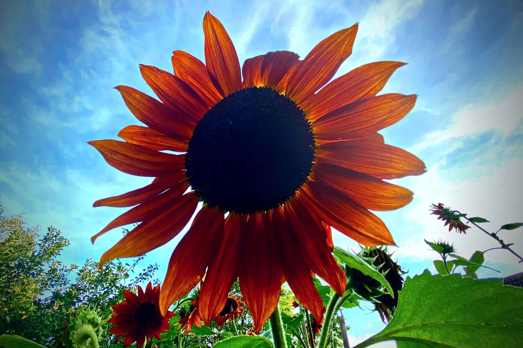 What To Do In The Garden In September garden-in-september-sunflower