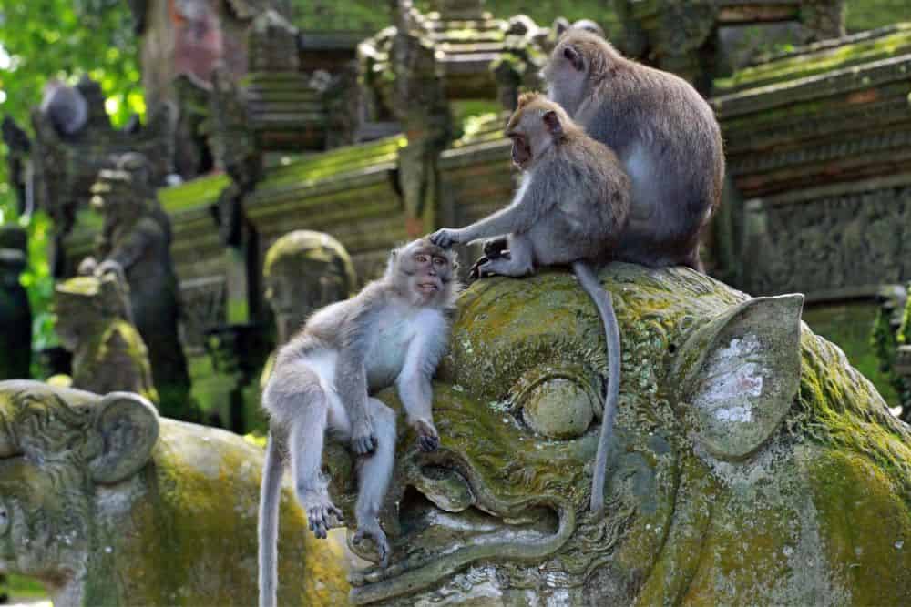5 of The Best International Trips for Wildlife Lovers * best-international-trips-for-wildlife-lovers-monkeys-bali