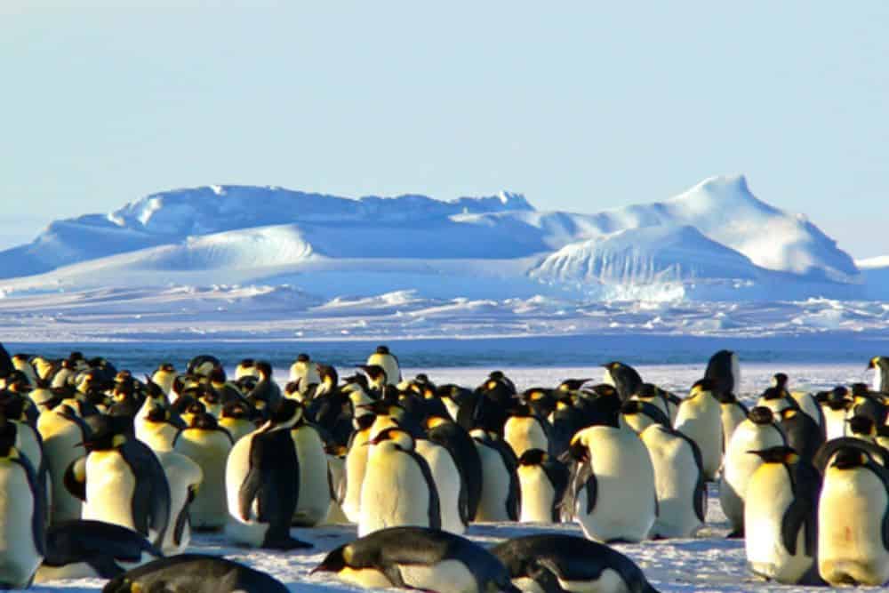 5 of The Best International Trips for Wildlife Lovers * best-international-trips-for-wildlife-lovers-penguins-antarctica